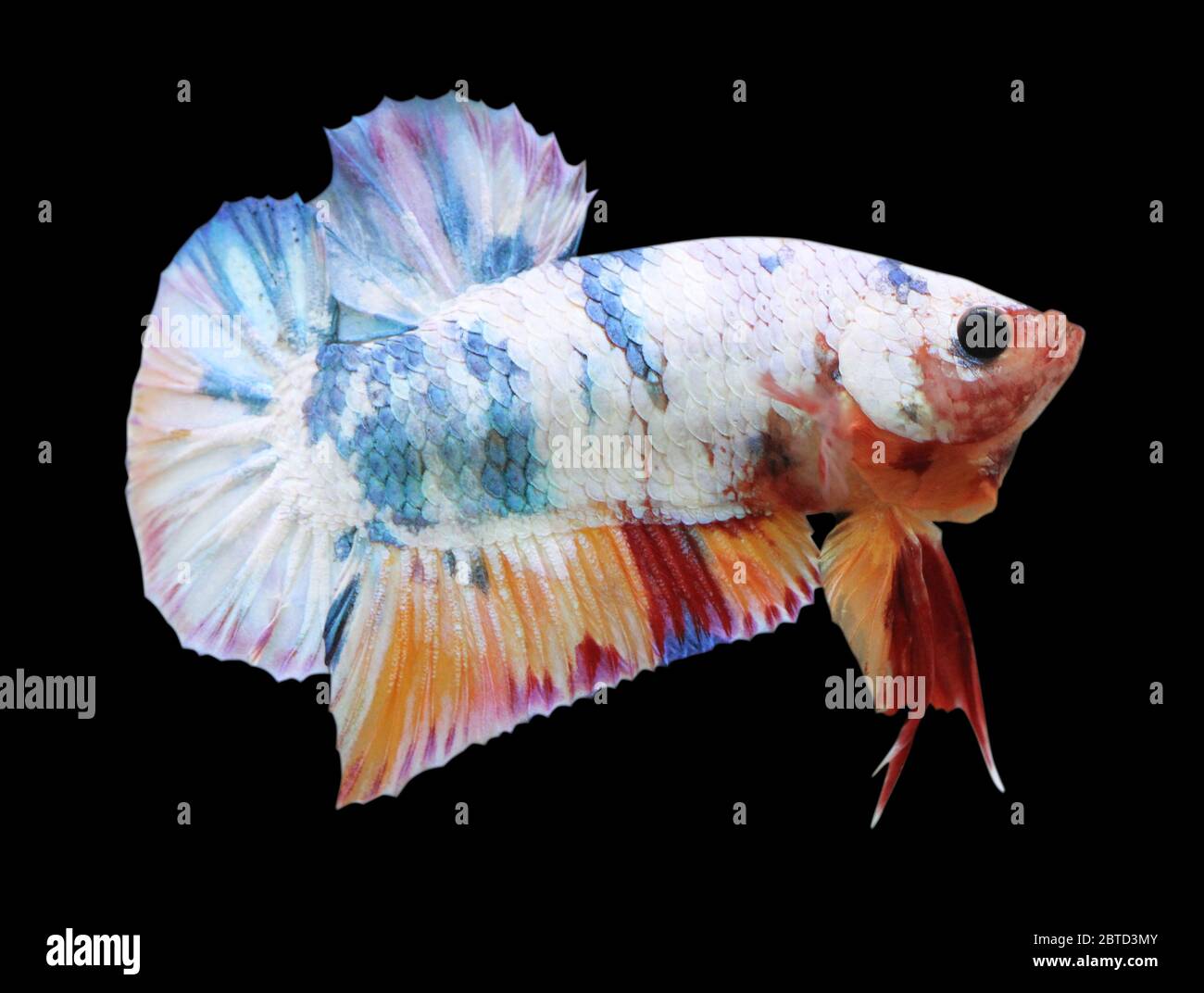 Betta Candy Nemo Halfmoon Plakat HMPK Male or Plakat Fighting Fish Splendens On Black Background. Stock Photo