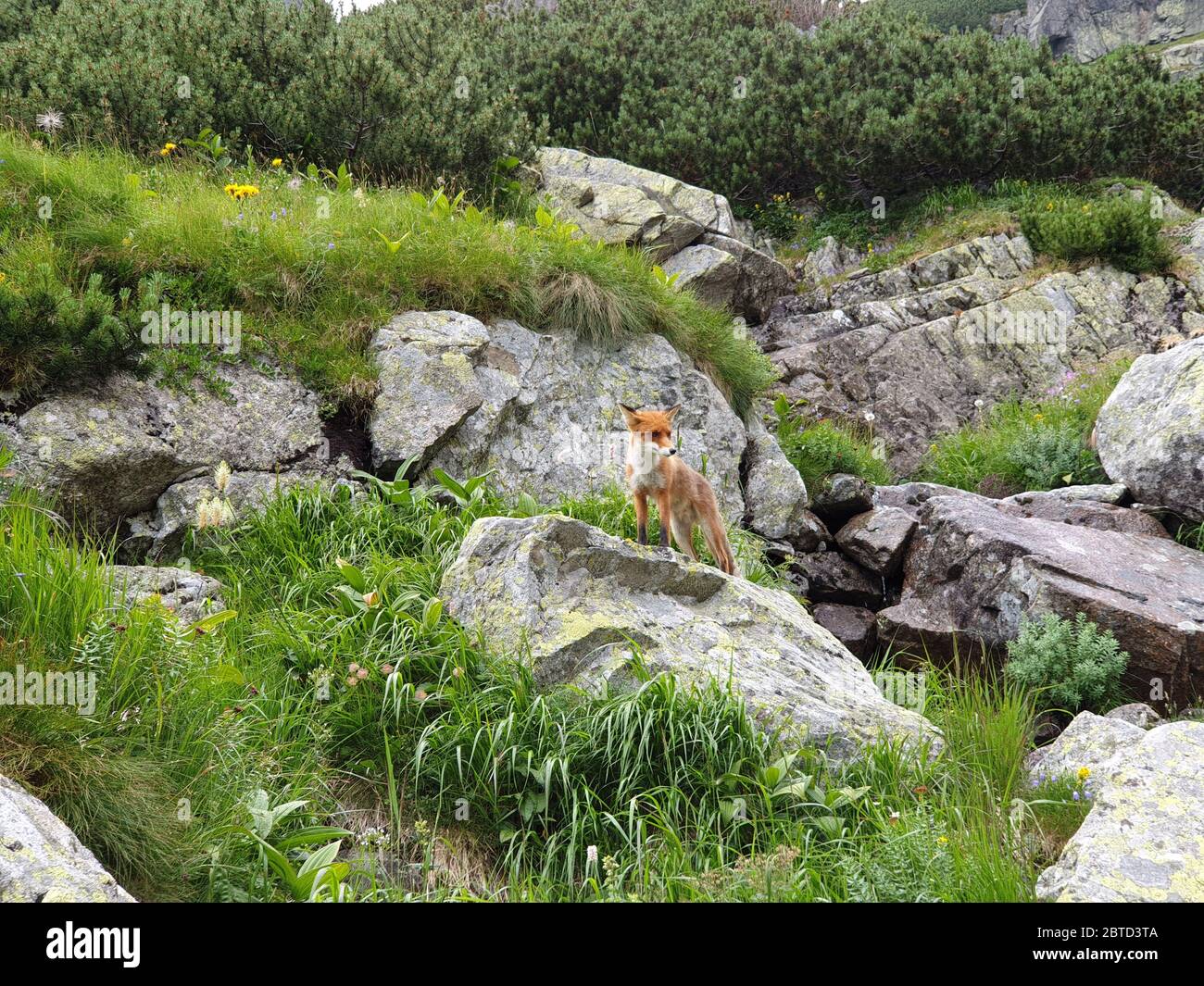 Fox on big rocks in the mountains Stock Photo