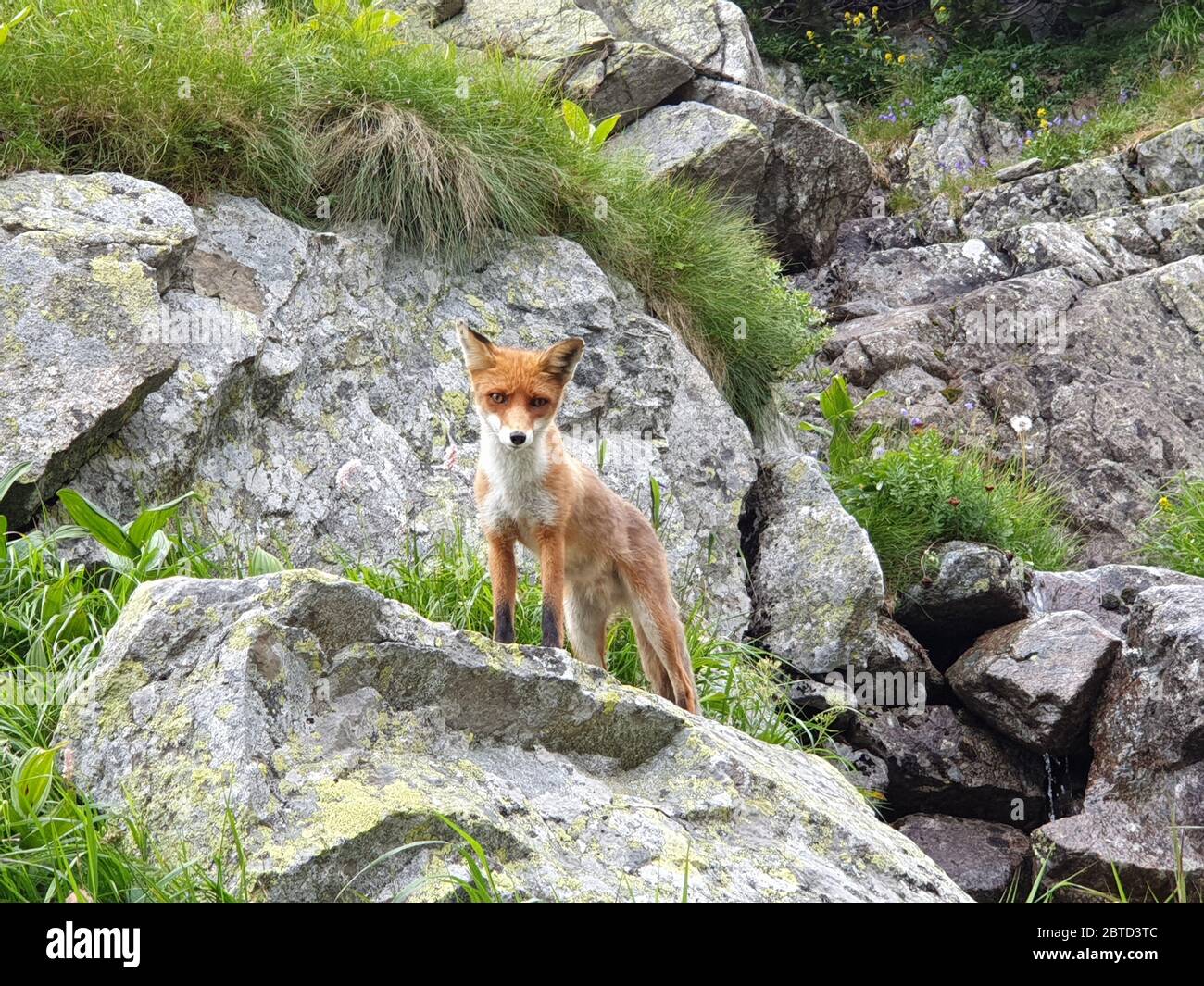 Fox on the rocks in he mountains Stock Photo