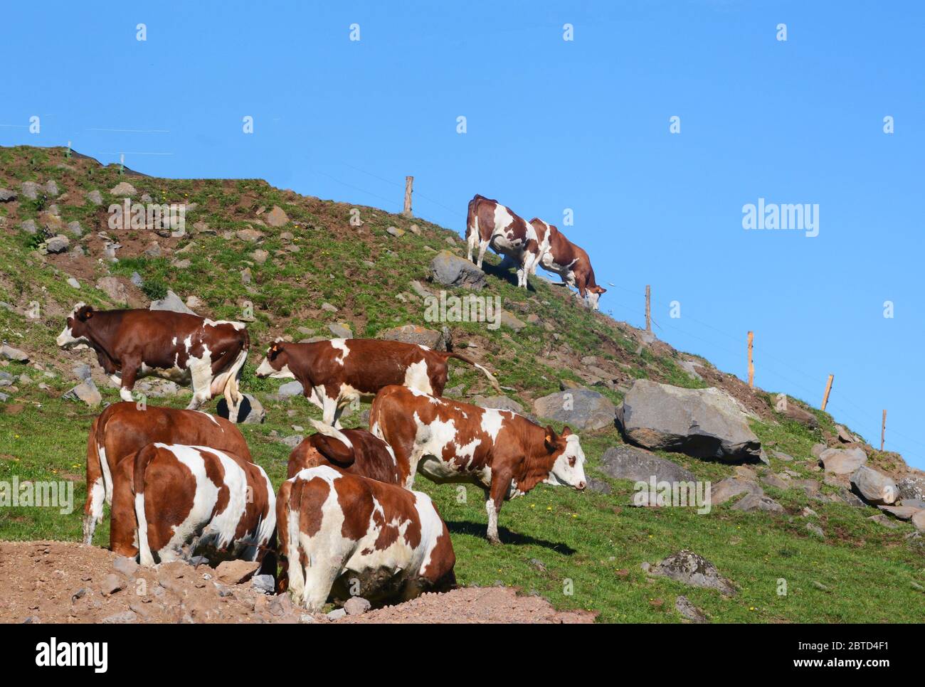 herd of Monthillcows,  Cezallier plateau, Puy-de-Dome, Auvergne, Massif-Central, France Stock Photo
