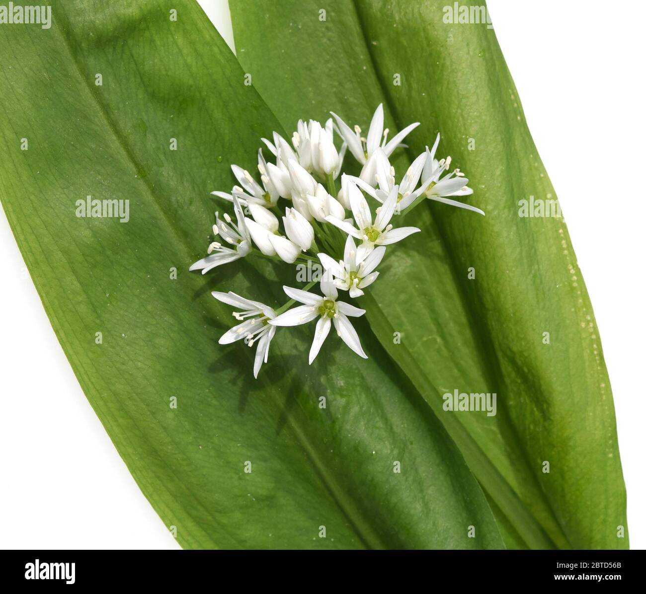 Baerlauch  ist eine wichtige Heilpflanze und eine Duftpflanze nach Knoblauch mit weissen Blueten. Baerlauch is an important medicinal plant and a frag Stock Photo