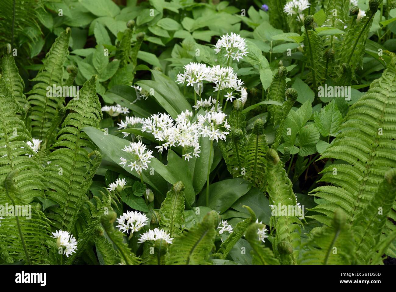 Baerlauch  ist eine wichtige Heilpflanze und eine Duftpflanze nach Knoblauch mit weissen Blueten. Baerlauch is an important medicinal plant and a frag Stock Photo