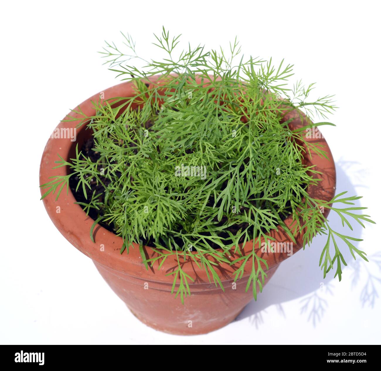 Dill, Anethum graveolens, ist eine wichtige Heil- und Medizinalpflanze. Das Kuechenkraut wird auch in der Frankfurter Gruene Sosse verwendet. Dill, An Stock Photo