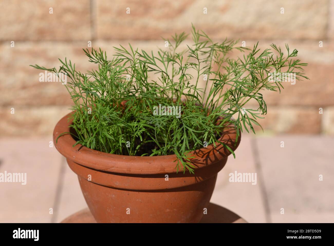 Dill, Anethum graveolens, ist eine wichtige Heil- und Medizinalpflanze. Das Kuechenkraut wird auch in der Frankfurter Gruene Sosse verwendet. Dill, An Stock Photo