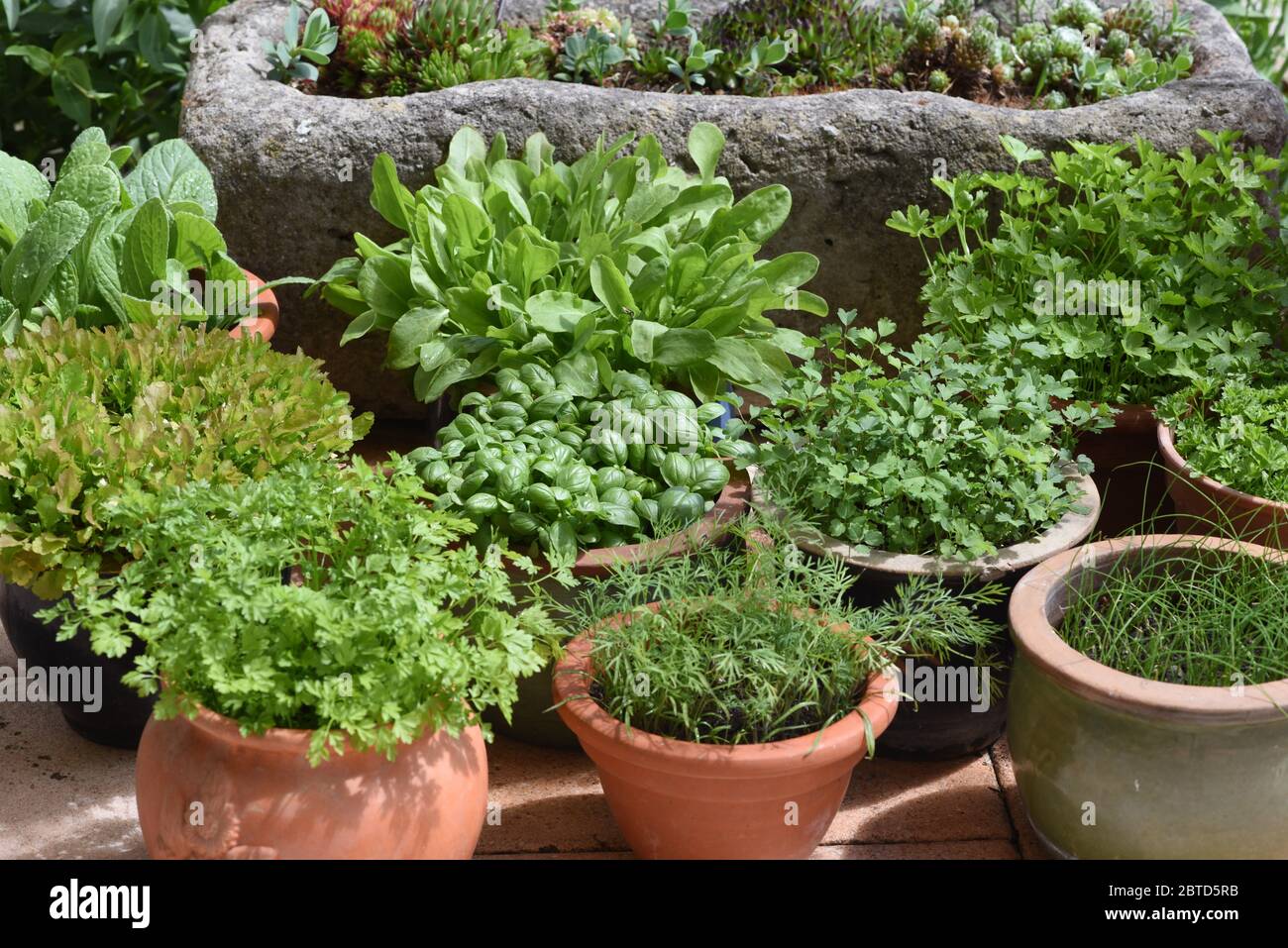 Alle Kuechenkrauter Werden In Der Frankfurter Gruenen Sosse Verwendet All Kitchen Herbs Are Used In The Frankfurt Green Sauce Stock Photo Alamy