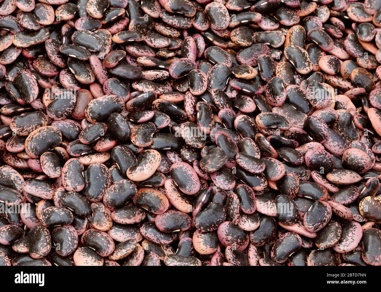 dried beans of a species called in Italy Pope beans or Fagioli del Papa in Italian language Stock Photo