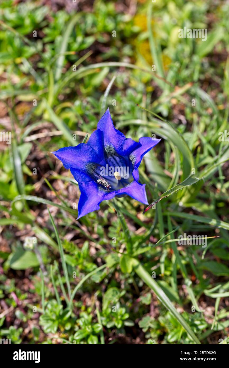 A beautiful flower of Clusius' Gentian (Gentiana clusii) found flowering at altitude in the Picos de Europa, Cantabria, Spain. Stock Photo