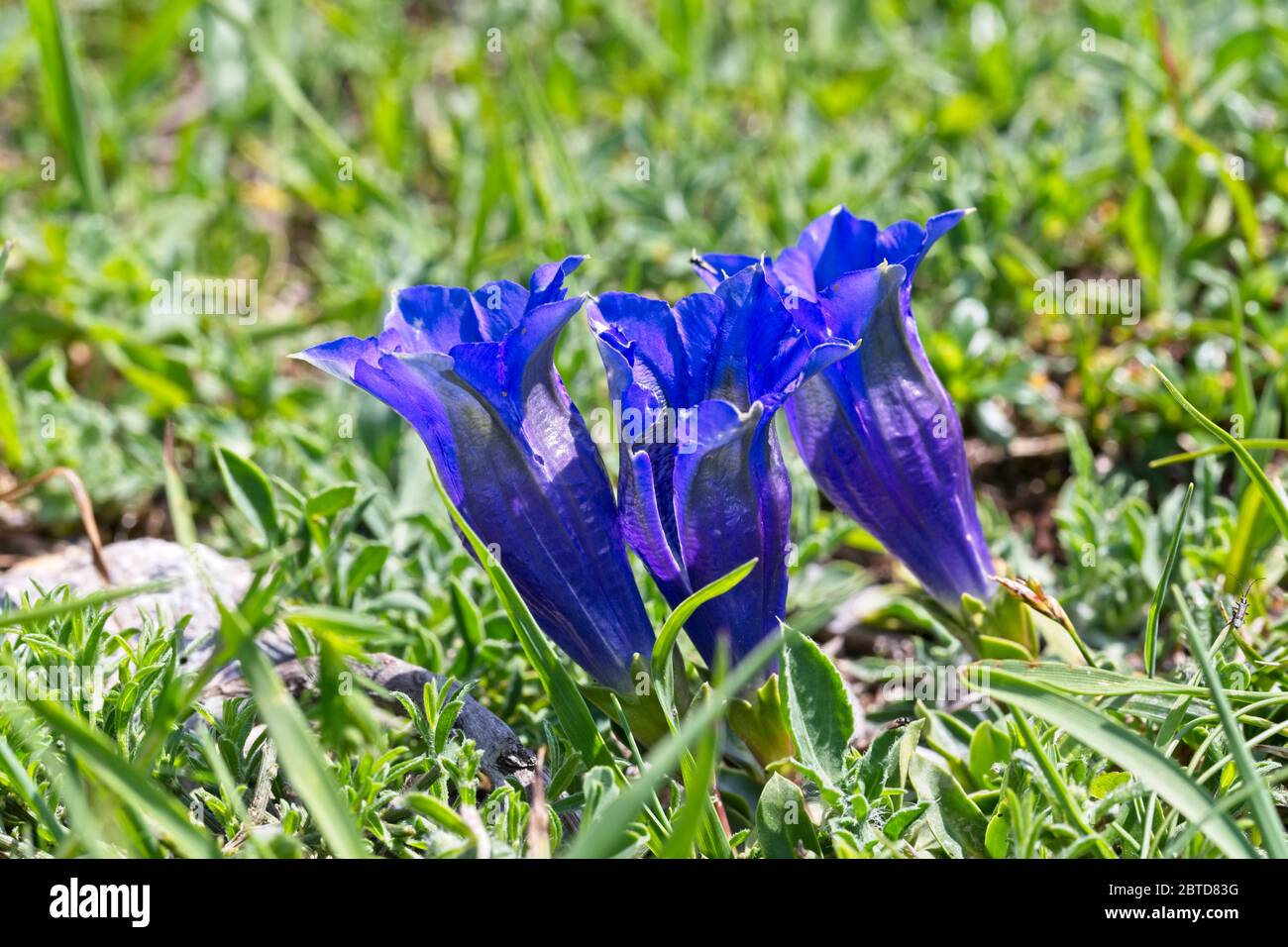 The beautiful blue flowers of Clusius Gentian (Gentiana clusii) found flowering up in the Picos de Europa, Cantabria, Spain. Stock Photo