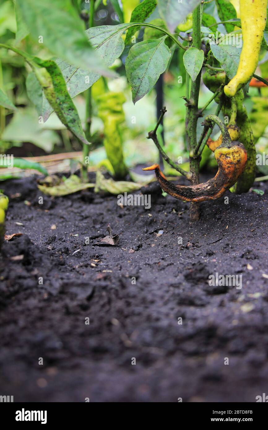 Chili Pepper damaged fungus disease. Anthracnose on the capsicum. Pepper pod is dying on the bush. Agricultural background with copy space Stock Photo