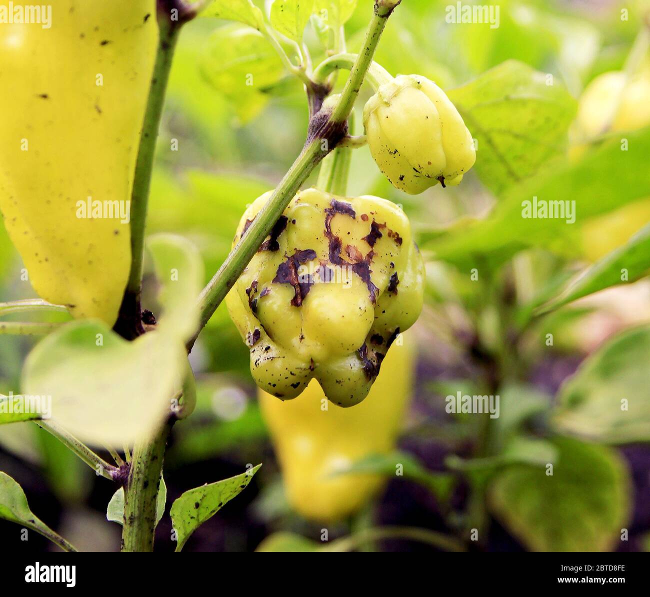 Sweet pepper diseases. Damaged fruit is ripening on the bush at the sunny day. Vegetable bed outdoors in the rural garden Stock Photo