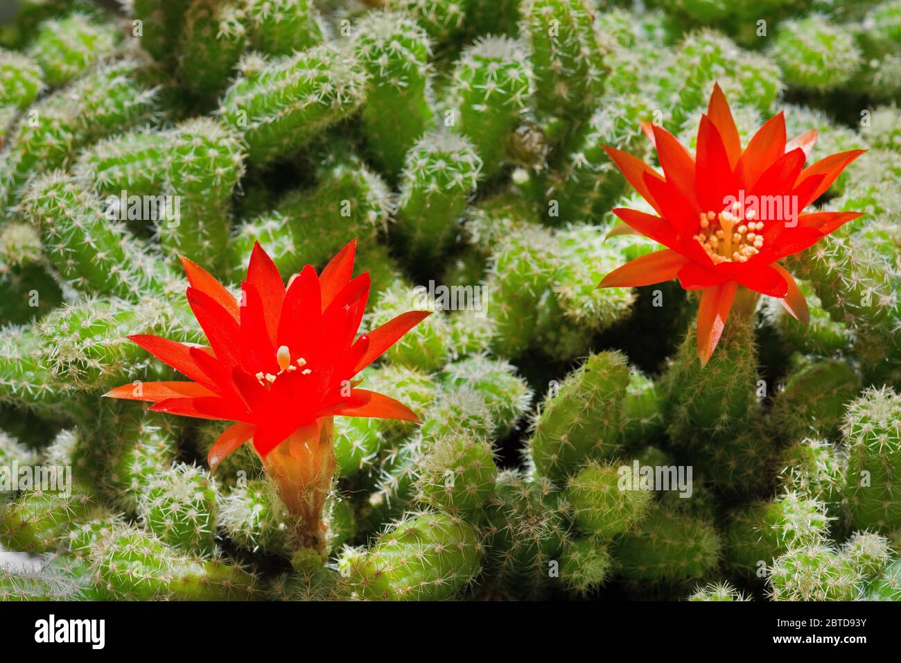 Red flowers of Aporocactus flagelliformis Stock Photo