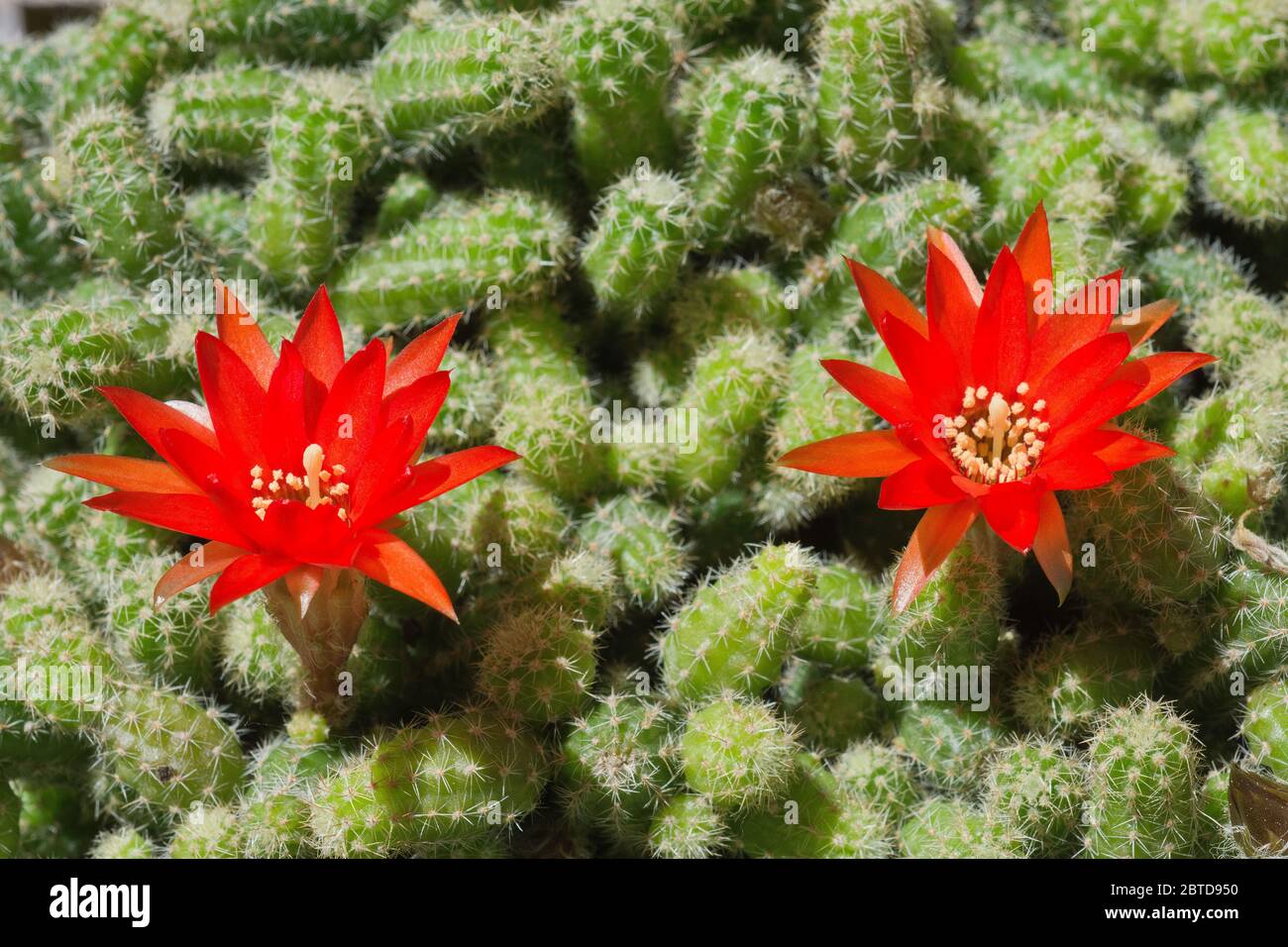 Red flowers of Aporocactus flagelliformis Stock Photo