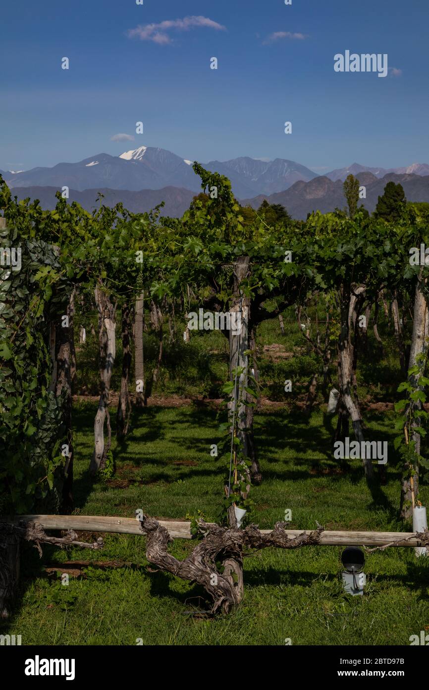 Malbec plants on winery in Mendoza, Argentina with view on Andes Stock Photo
