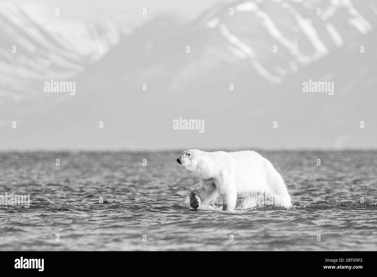 A polar bear walking in Spitzbergen Stock Photo