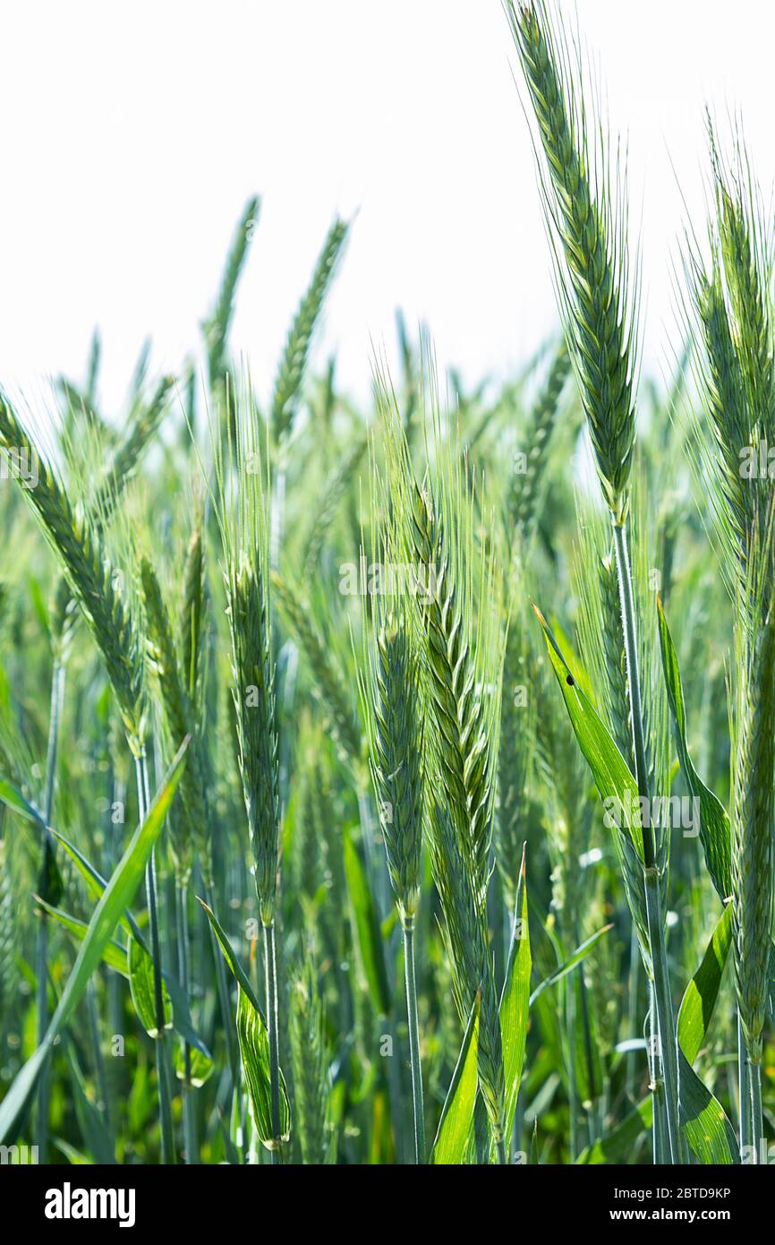 Young green barley crop in a field Stock Photo
