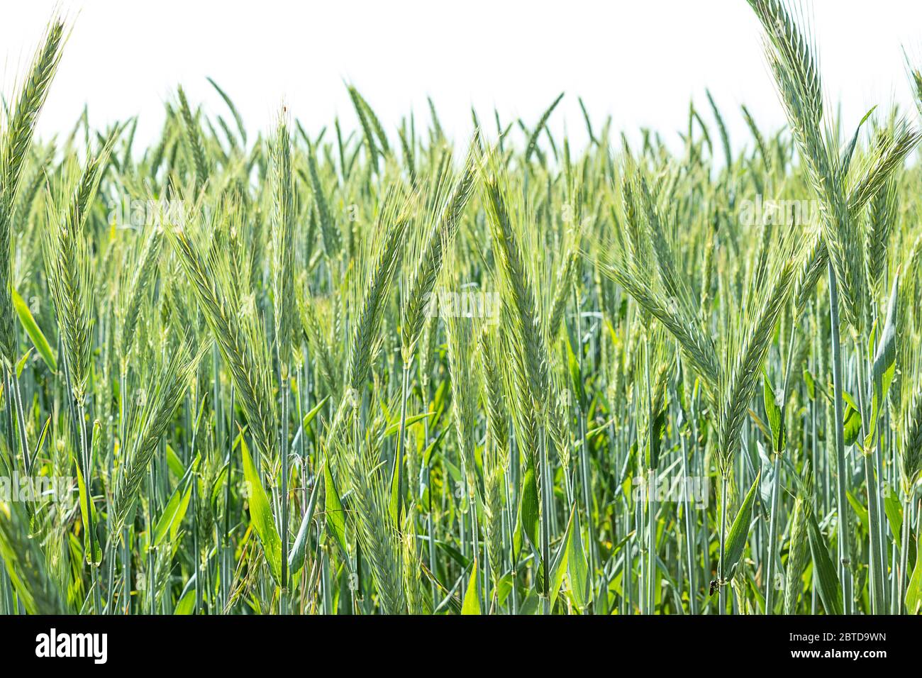 Young green barley crop in a field Stock Photo