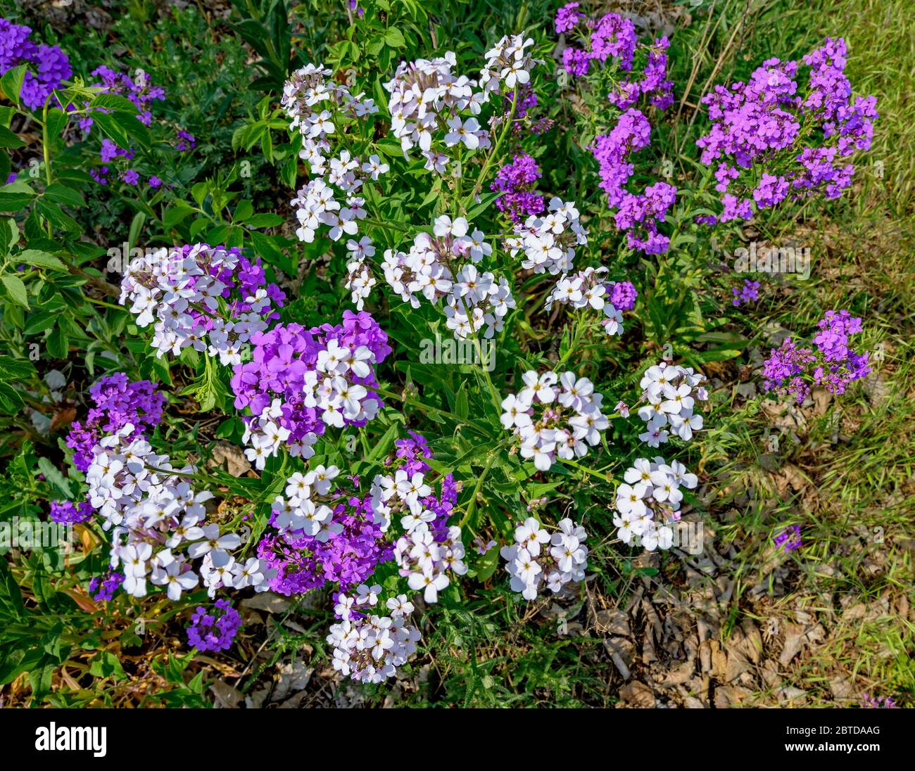 white and lilac blossoms of a wallflower plant in sunshine at the edge of a meadow Stock Photo