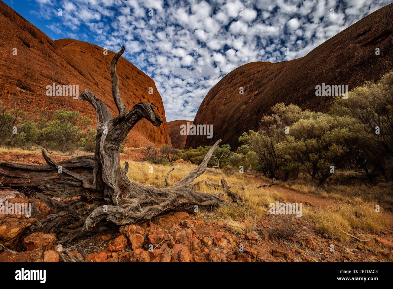 tree roots in Kata Tjuta National Park in Australia desert outbacks ...