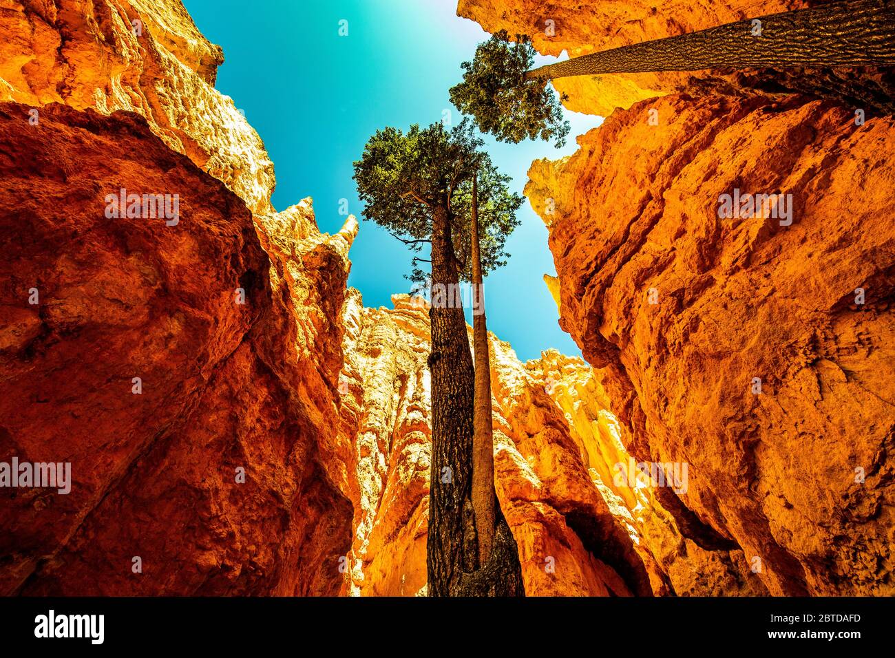 Huge tall trees in hires stock photography and images Alamy