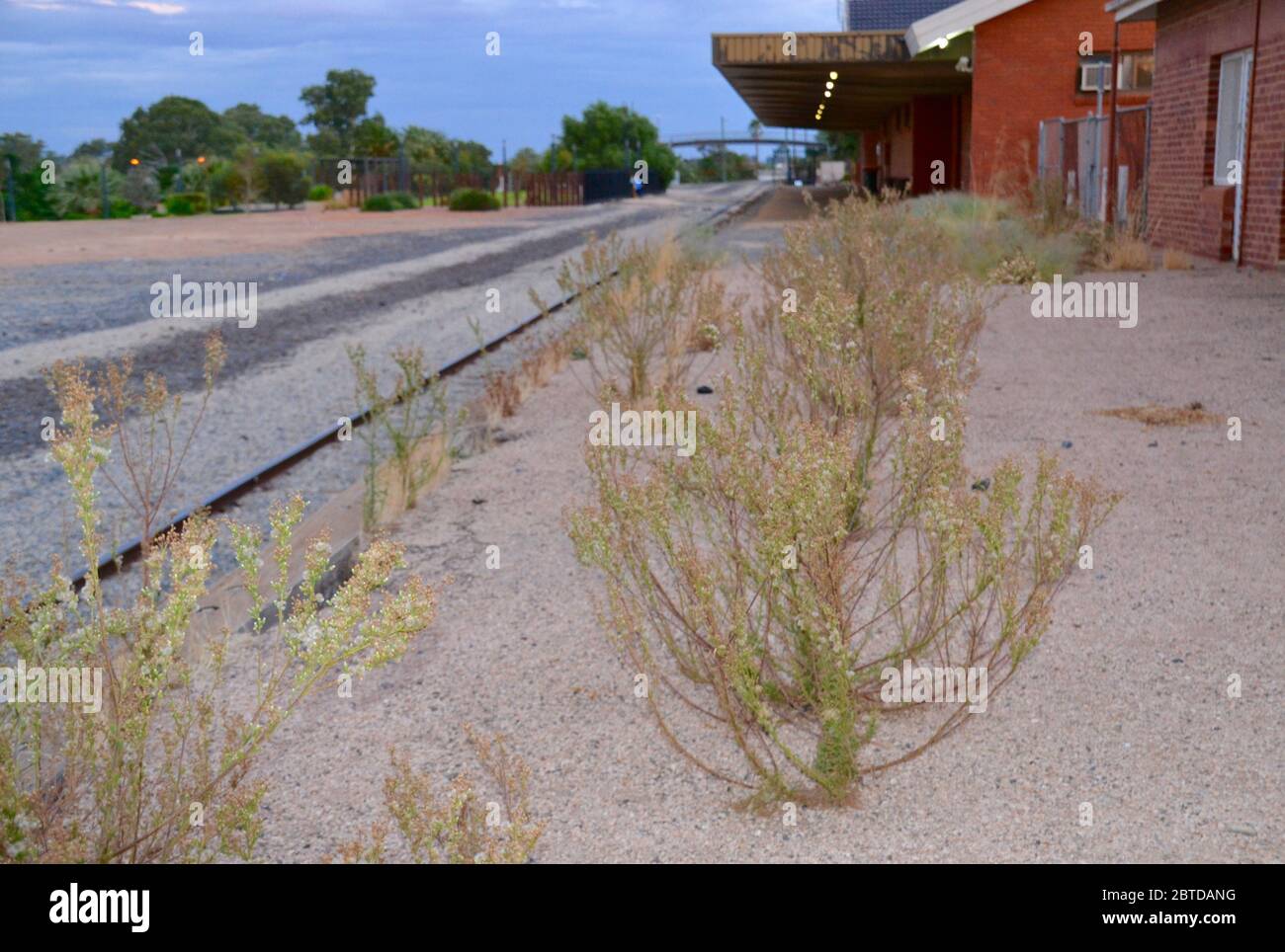 Weeds growing through the disused and abandoned desolate railway station platform at the Mildura Railway Station in Australia Stock Photo