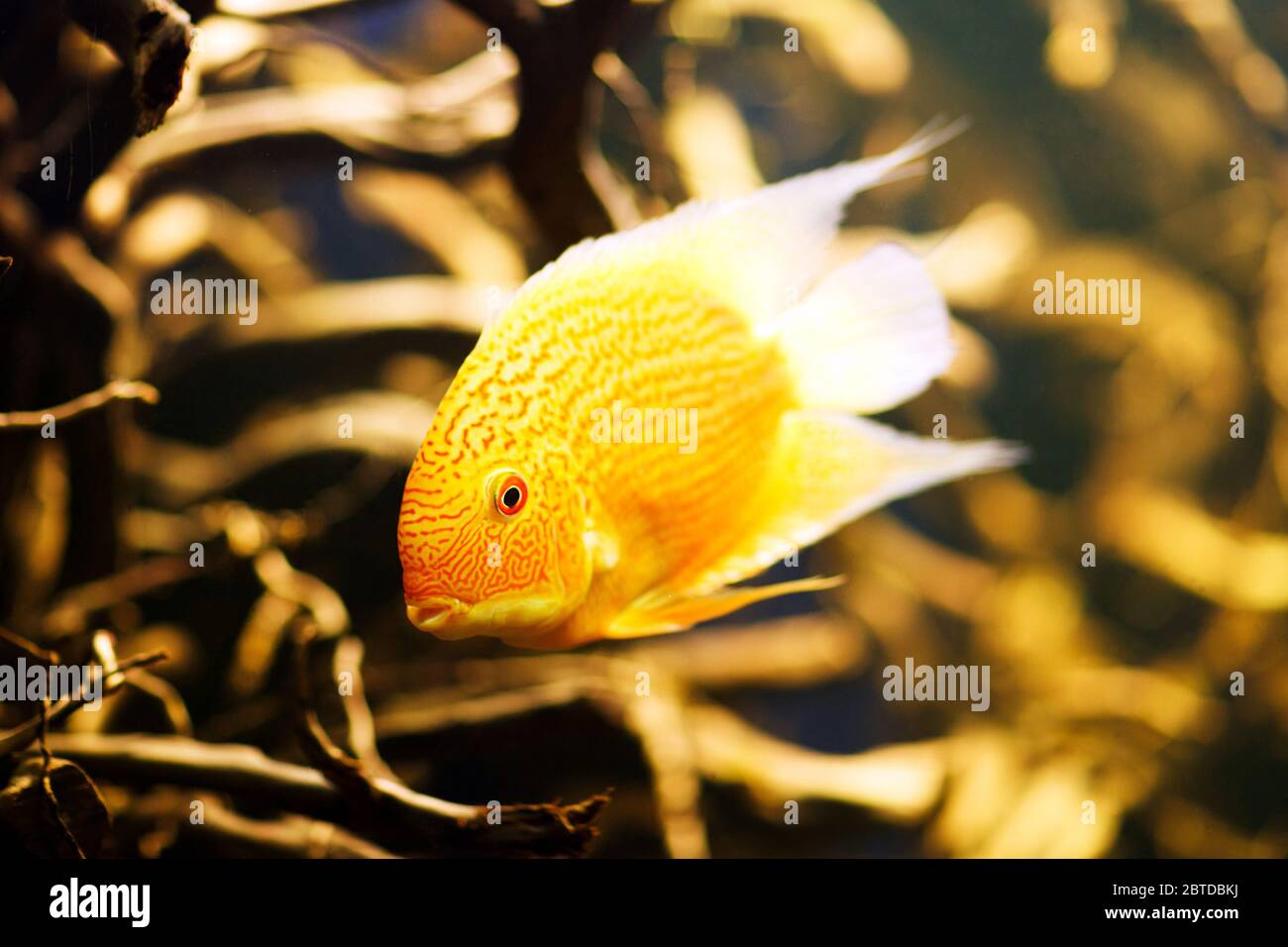 Severum, Cichlasoma severum aquarium fish. Stock Photo