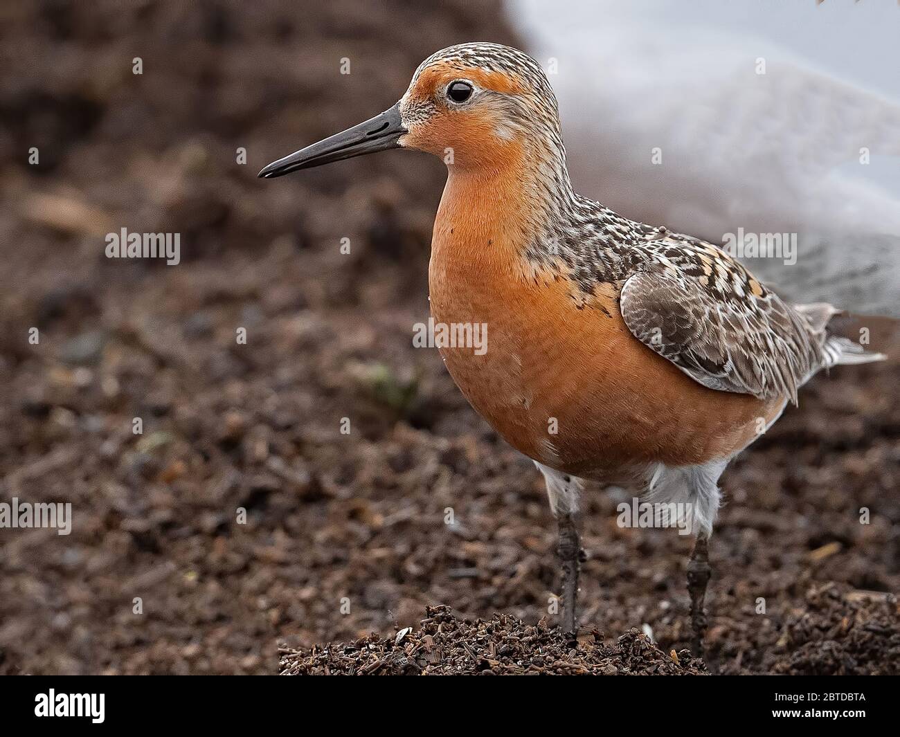 A Red Knot Feeding along the Delaware Bay Stock Photo Alamy