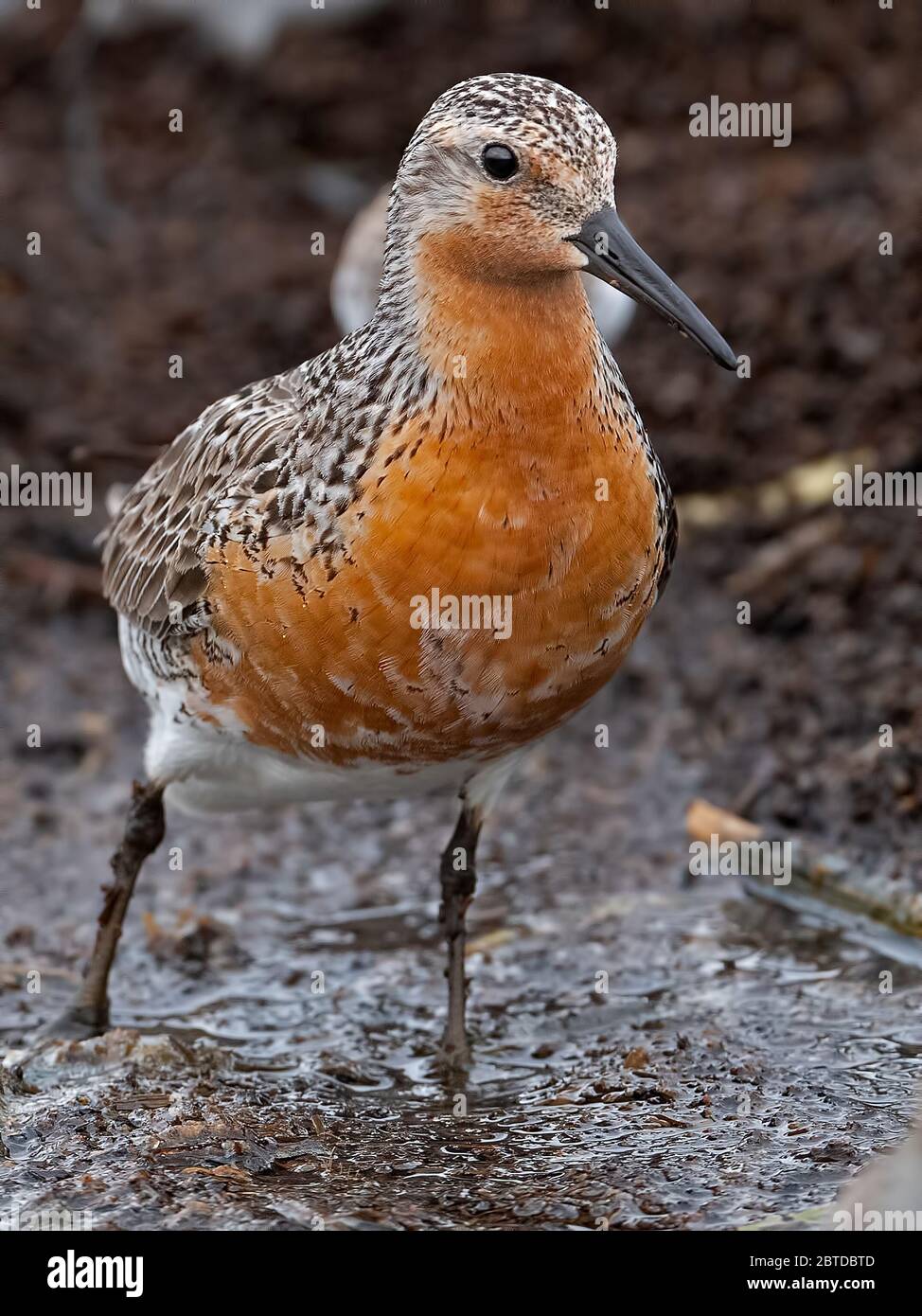 Horseshoe crab red knot hires stock photography and images Alamy