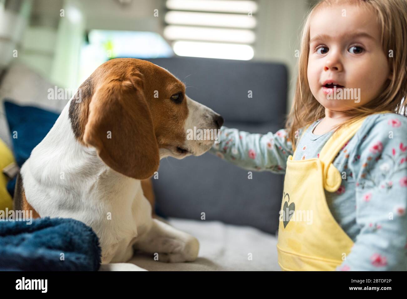 Page 3 Female Beagle Dog Portrait High Resolution Stock Photography And Images Alamy