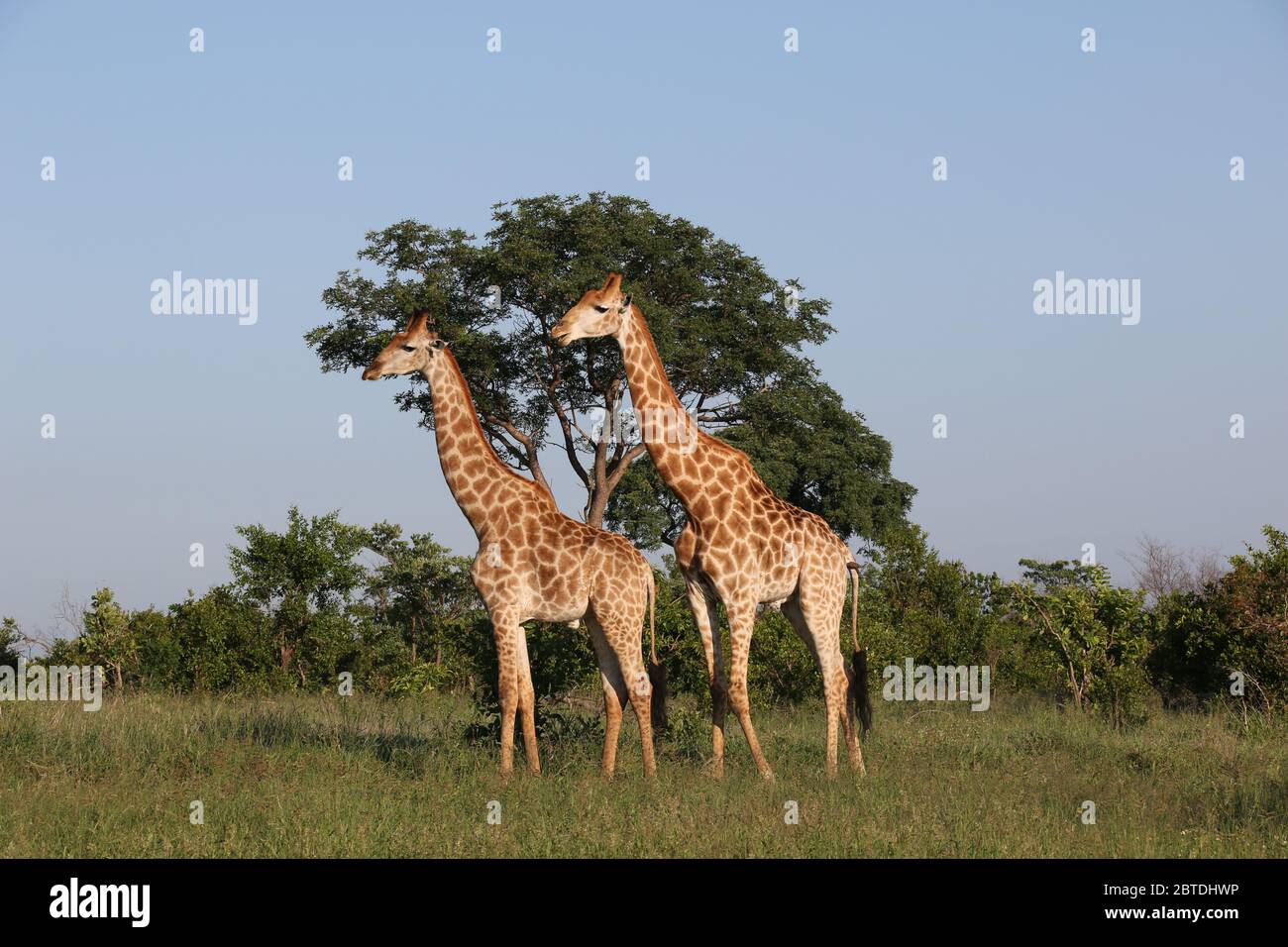 African Giraffe Stock Photo