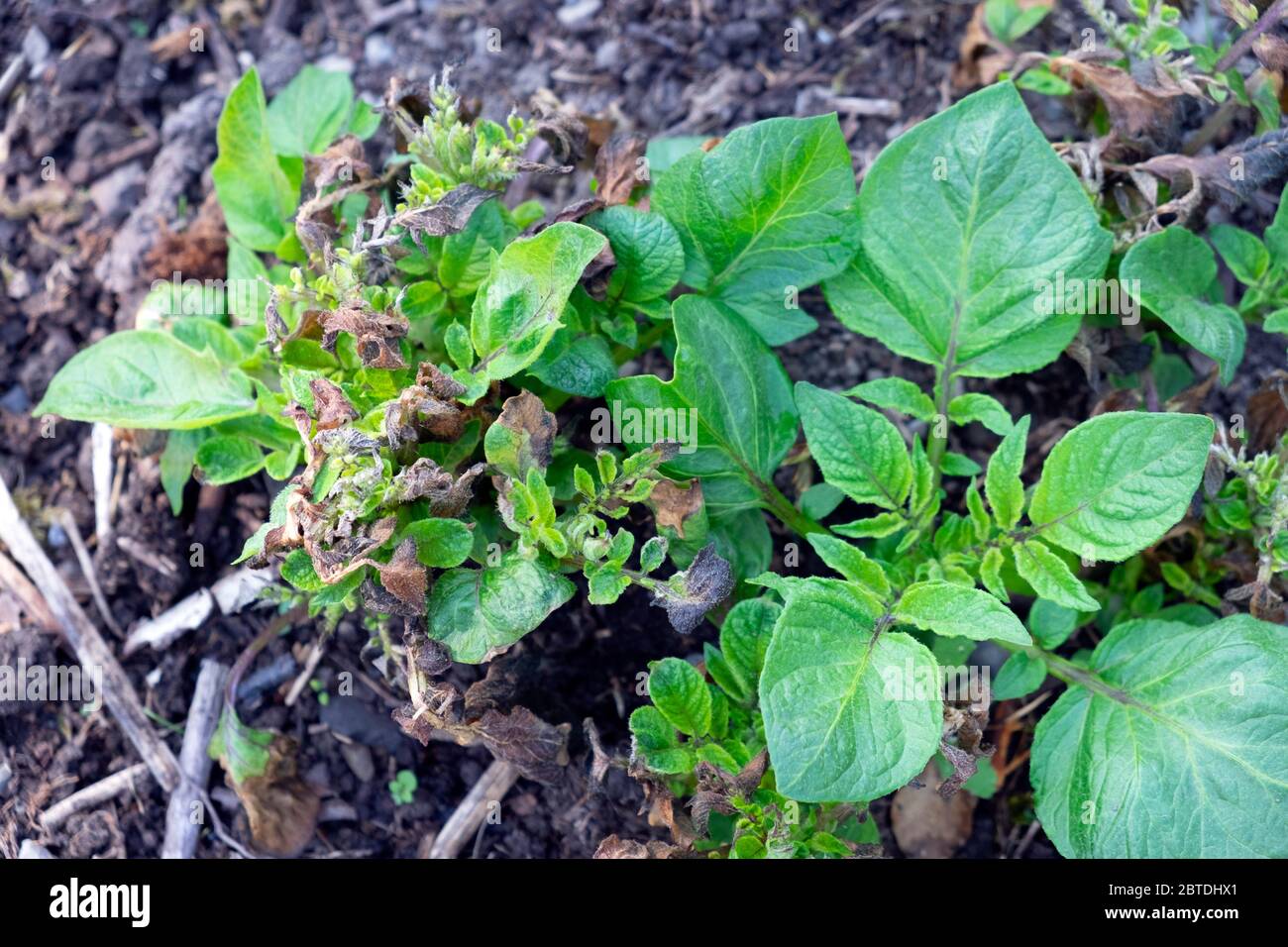 Frost damage on potato plants growing in late spring May 2020 in a