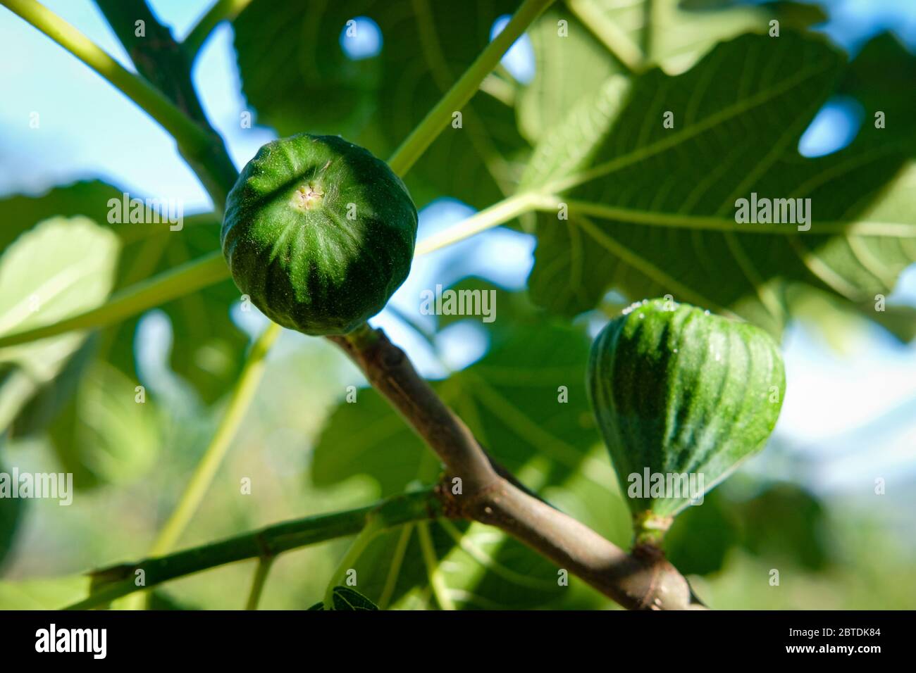 Green figs in spring in a fig tree Stock Photo