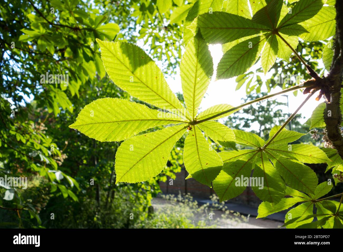 Horse chestnut tree leaves hi-res stock photography and images - Alamy