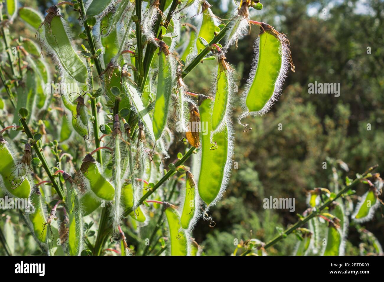 Sunlight radiating through seed pods or legumes of Cytisus scoparius or Scotch broom Stock Photo