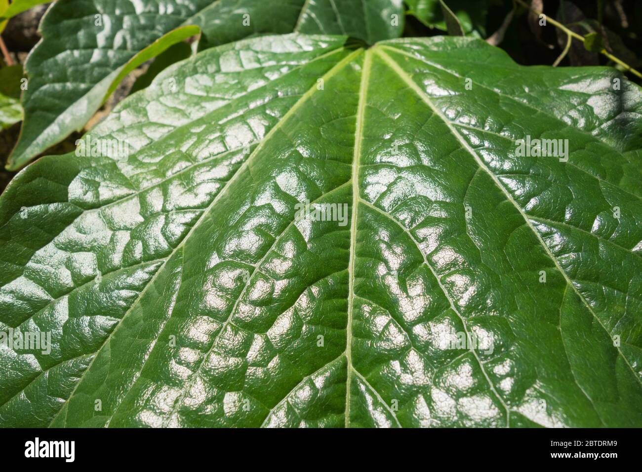 The lustrous waxy cuticle on a large Boston Ivy plant (Parthenocissus tricuspidata) Stock Photo