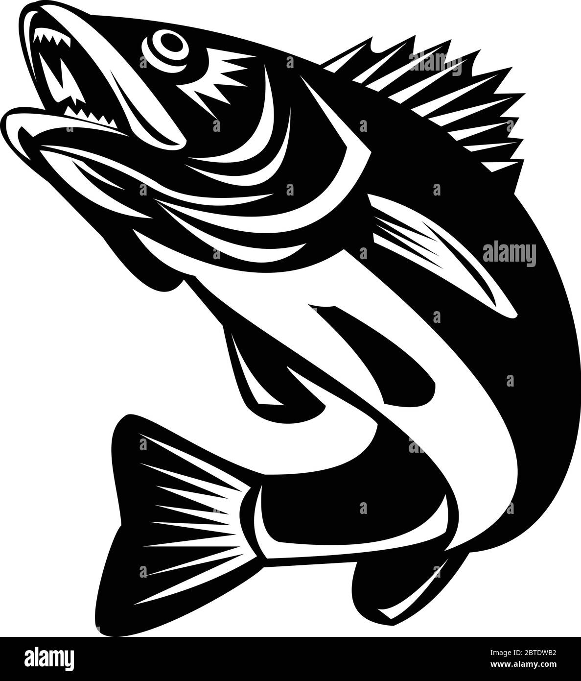 Black and White Illustration of a Walleye (Sander vitreus, formerly Stizostedion vitreum), a freshwater perciform fish jumping up on isolated backgrou Stock Vector