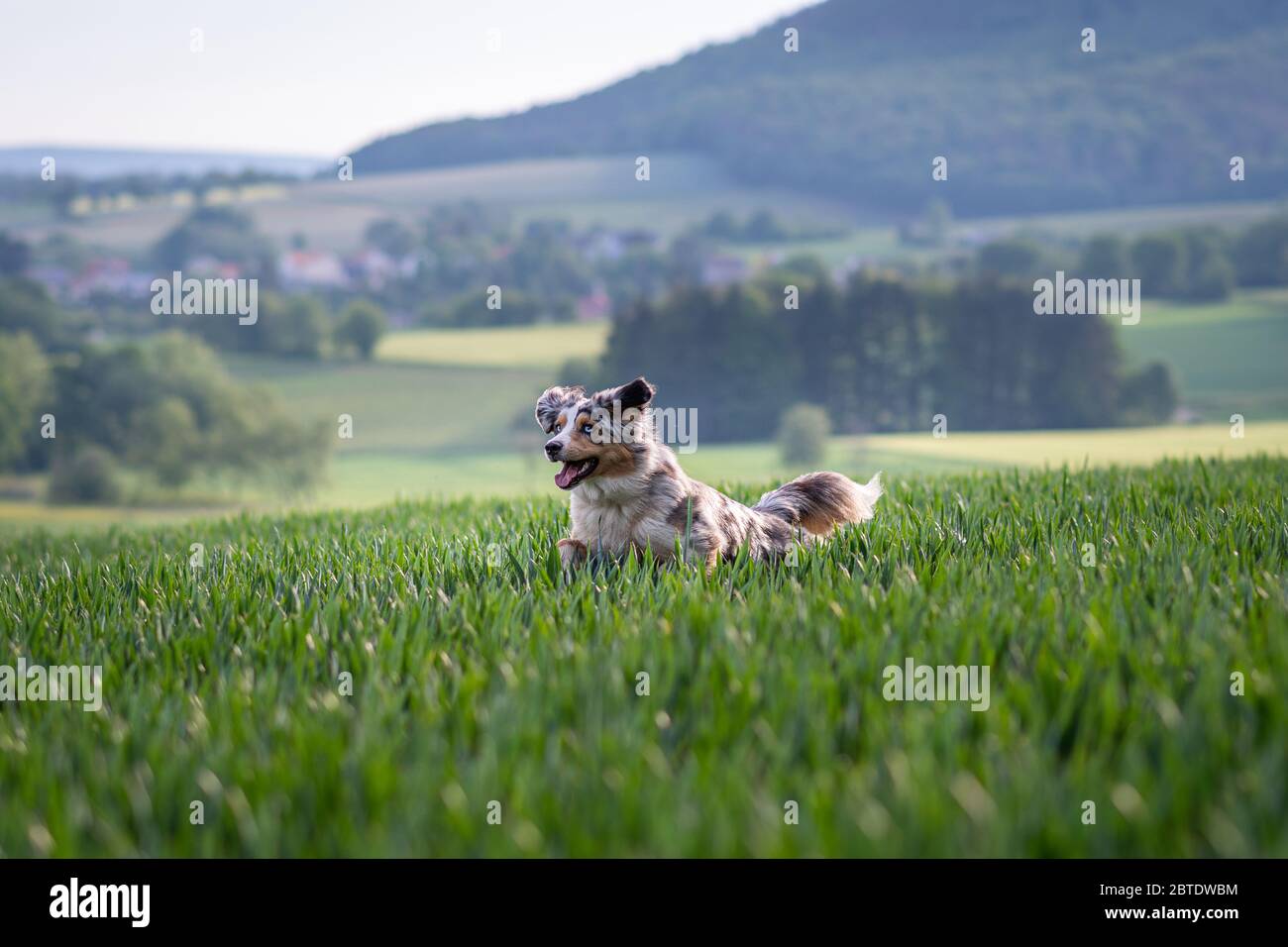 Dog australian shepherd blue merle jumping in green kornfield to the left side Stock Photo