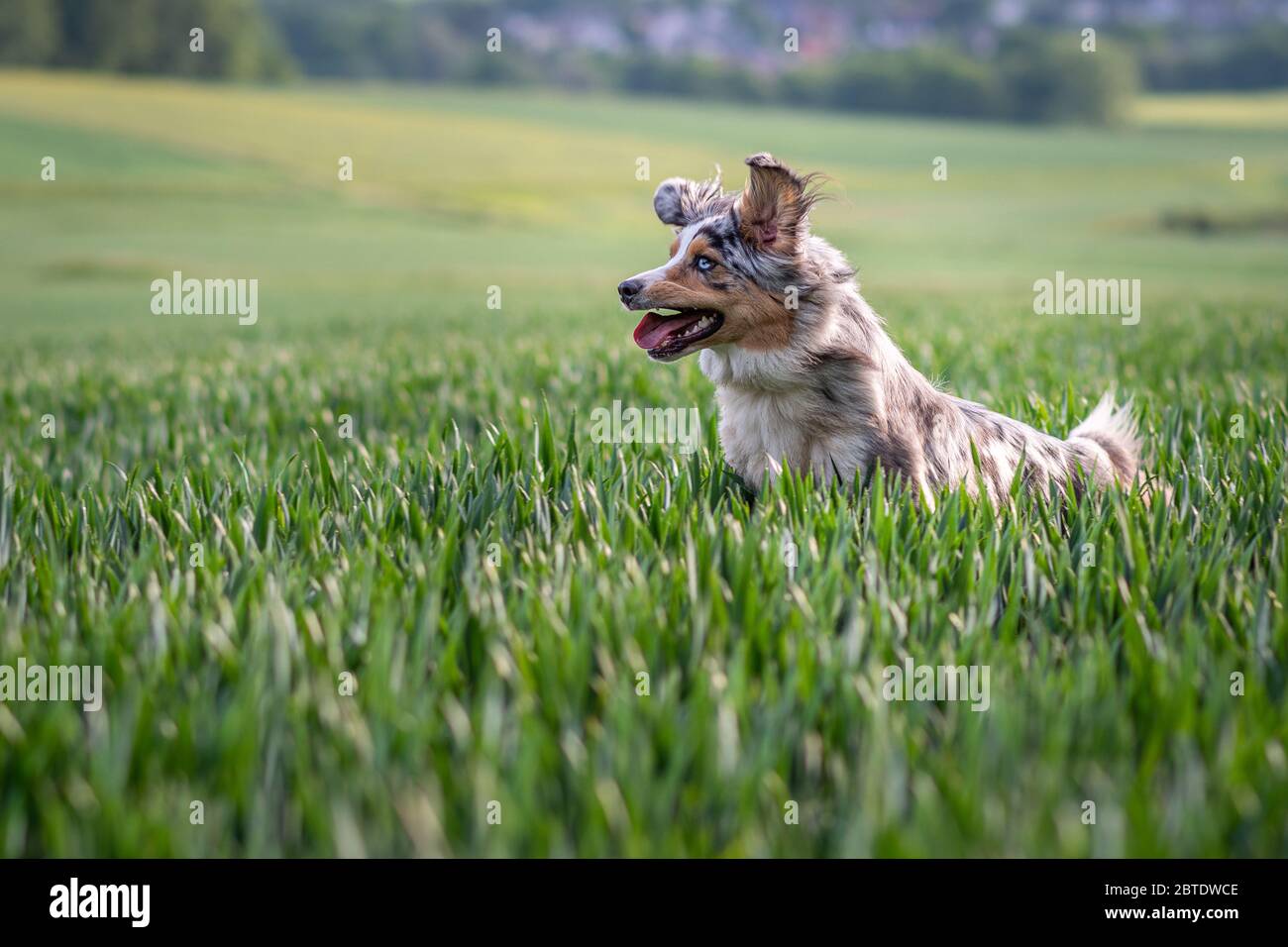 Dog australian shepherd blue merle jumping in green kornfield showing teeth Stock Photo