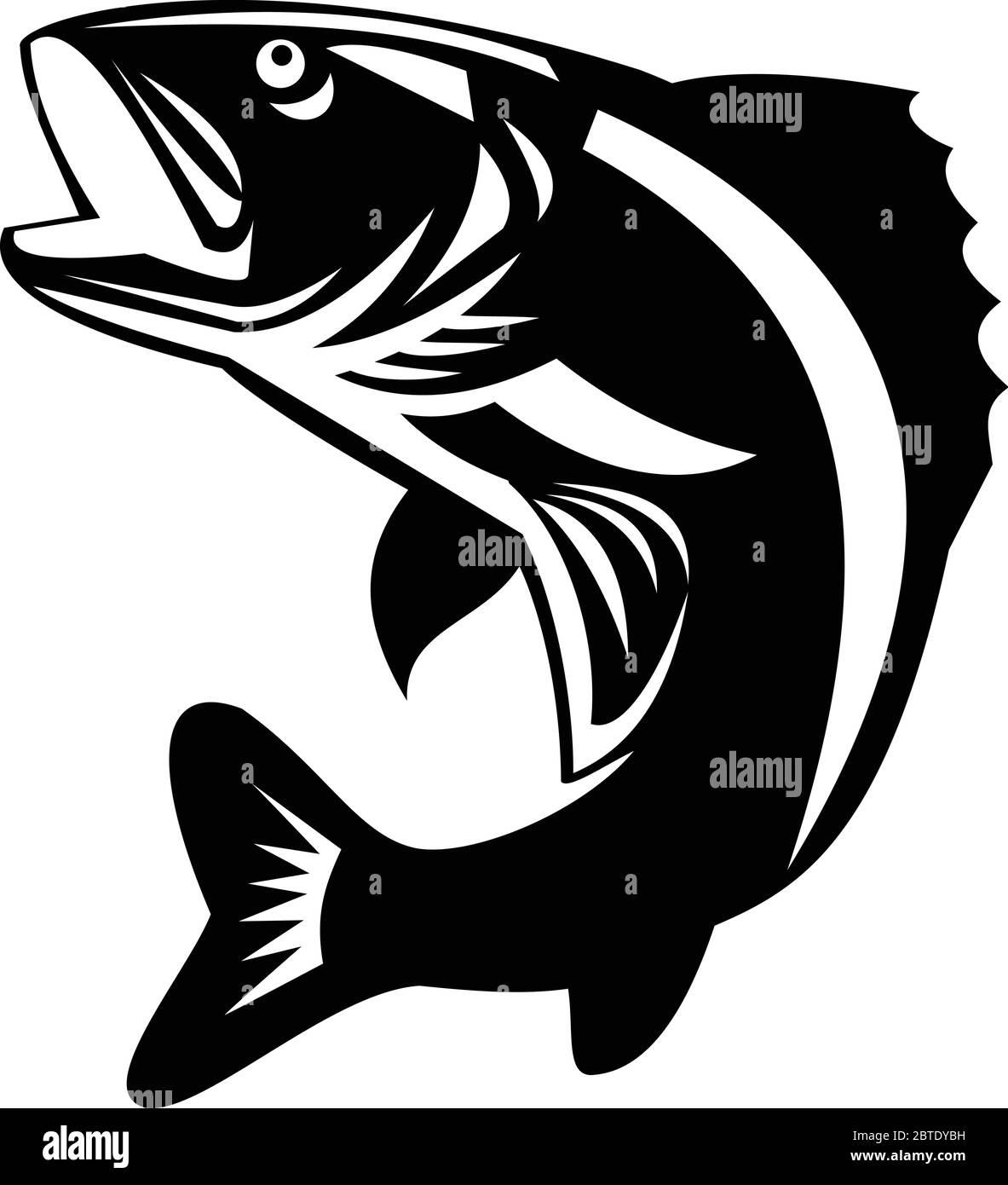 Black and White Illustration of a Walleye (Sander vitreus, formerly Stizostedion vitreum), a freshwater perciform fish jumping up  viewed from the sid Stock Vector