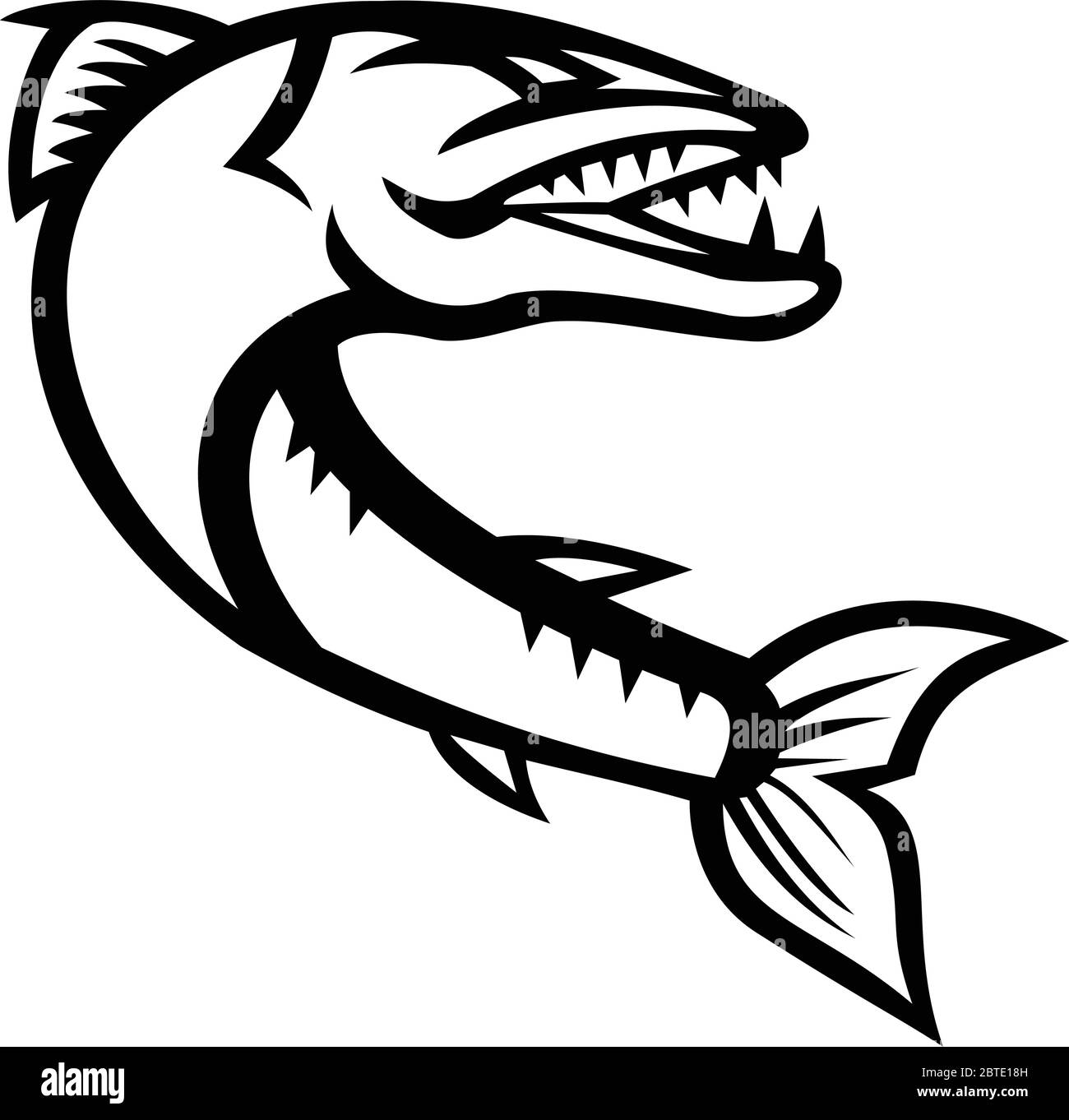 Mascot icon illustration of an angry great barracuda, a saltwater fish that is snake like with fearsome appearance and ferocious behavior, jumping on Stock Vector