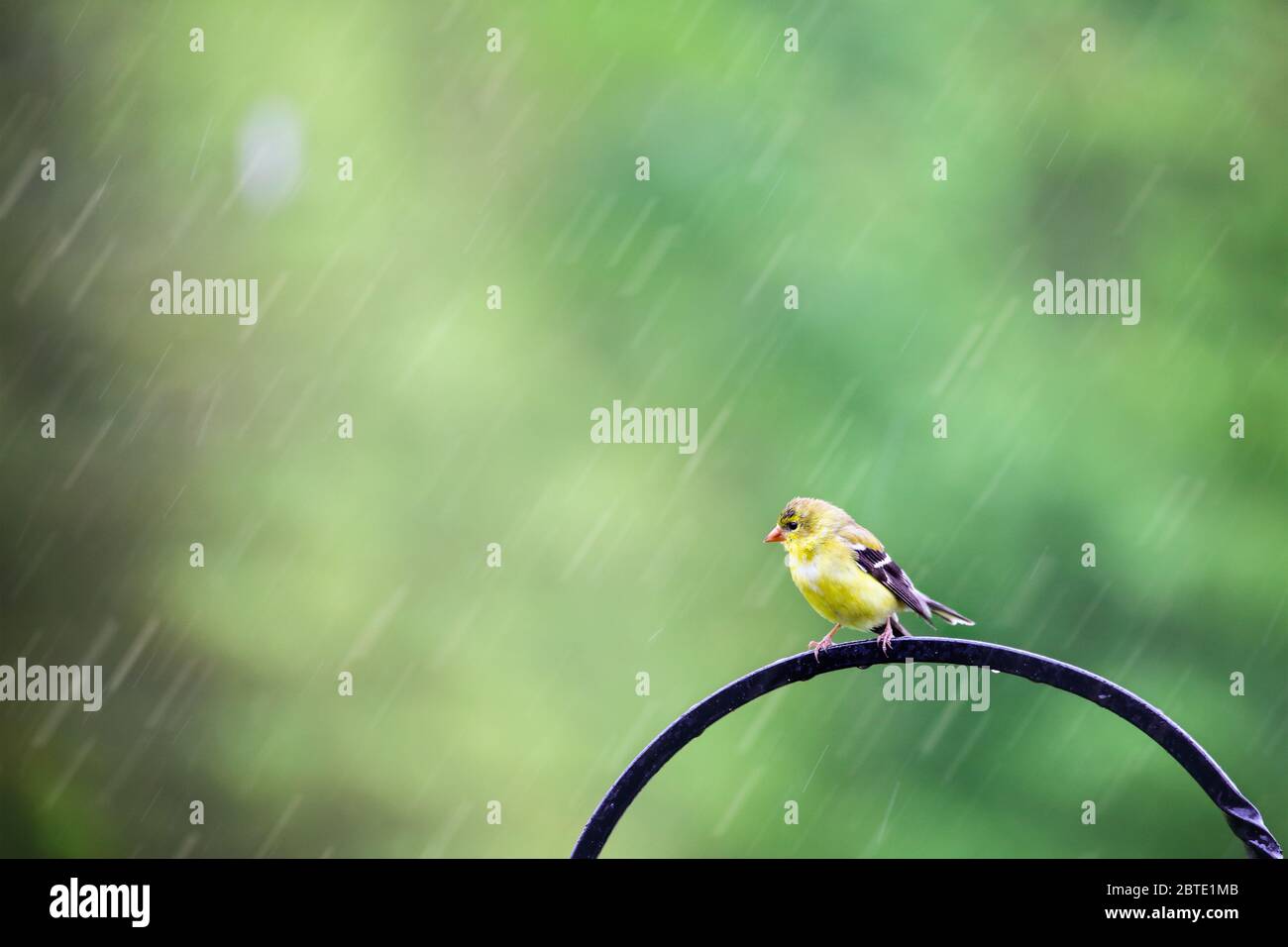 American Goldfinch, Spinus tristis, sitting on a shepherd's hook during the middle of a spring rain. Stock Photo