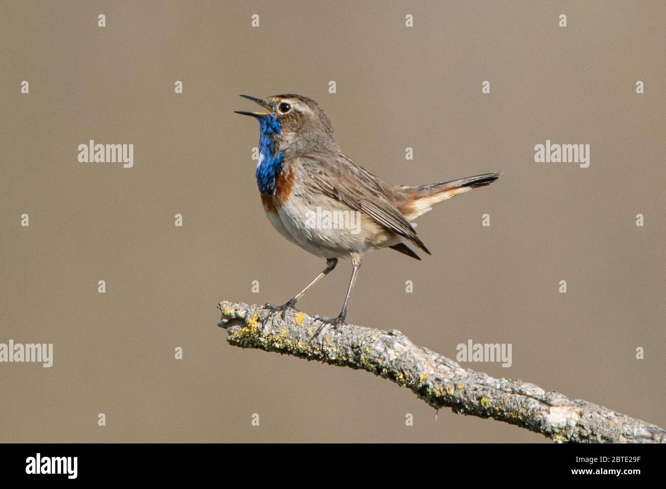 White-spotted Bluethroat (Luscinia svecica cyanecula), singing male on a branch, side view, Germany, Bavaria, Erdinger Moos Stock Photo