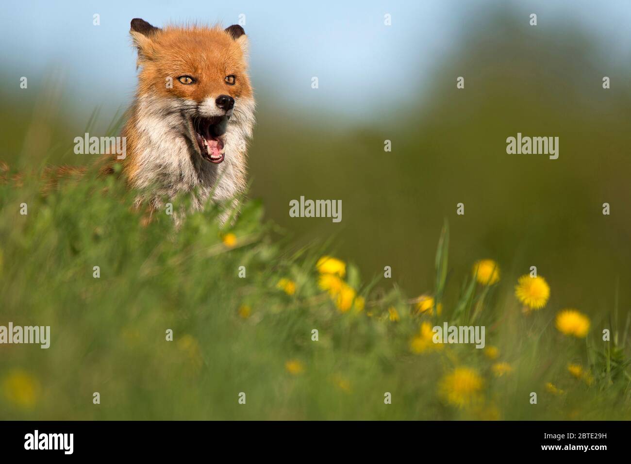 red fox (Vulpes vulpes), sits yawning in a dandelion meadow, Estonia, Soomaa National Park Stock Photo