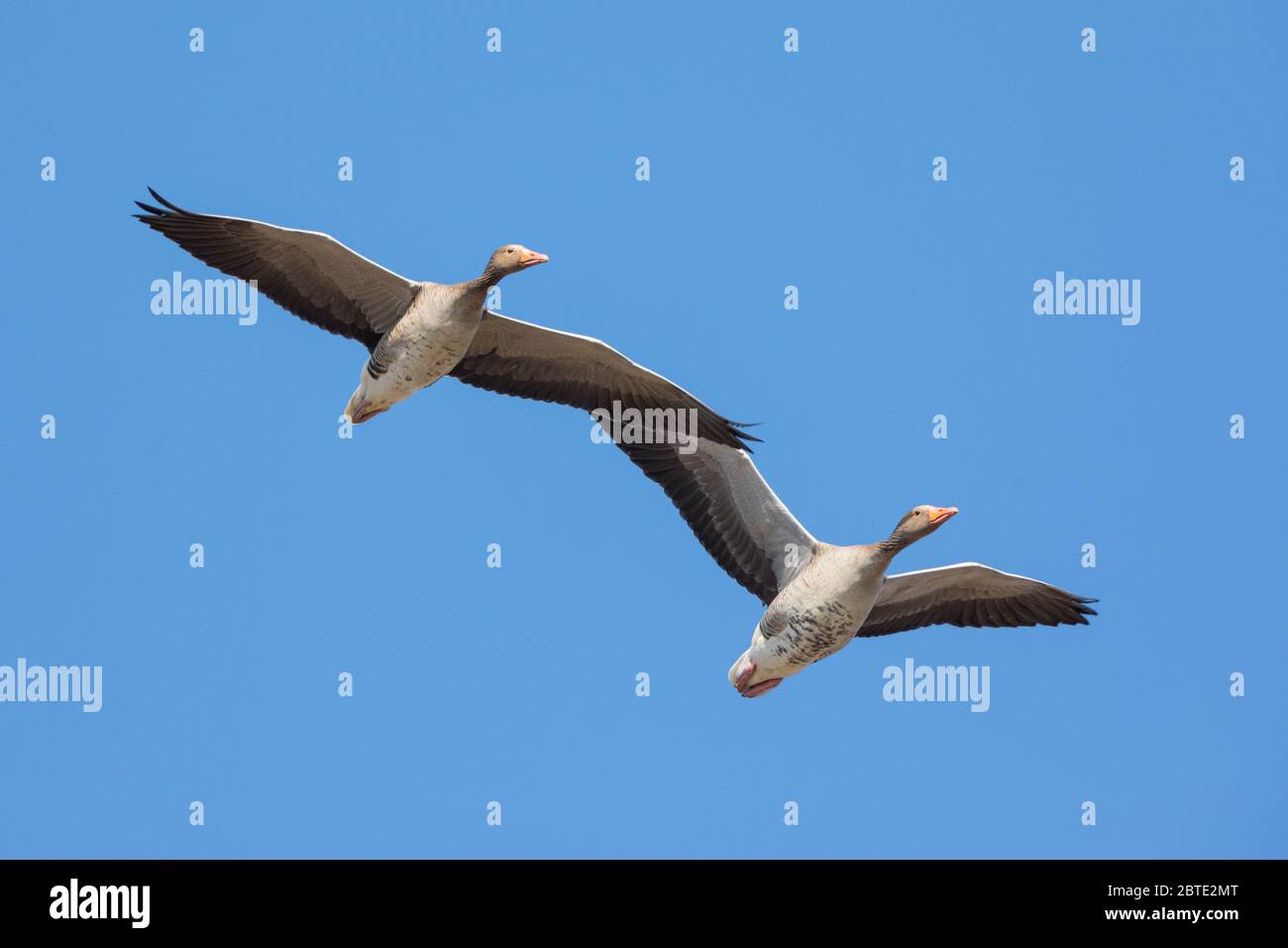 greylag goose (Anser anser), two greylang geese in flight under the blue sky, view from below, Germany, Bavaria, Isental Stock Photo