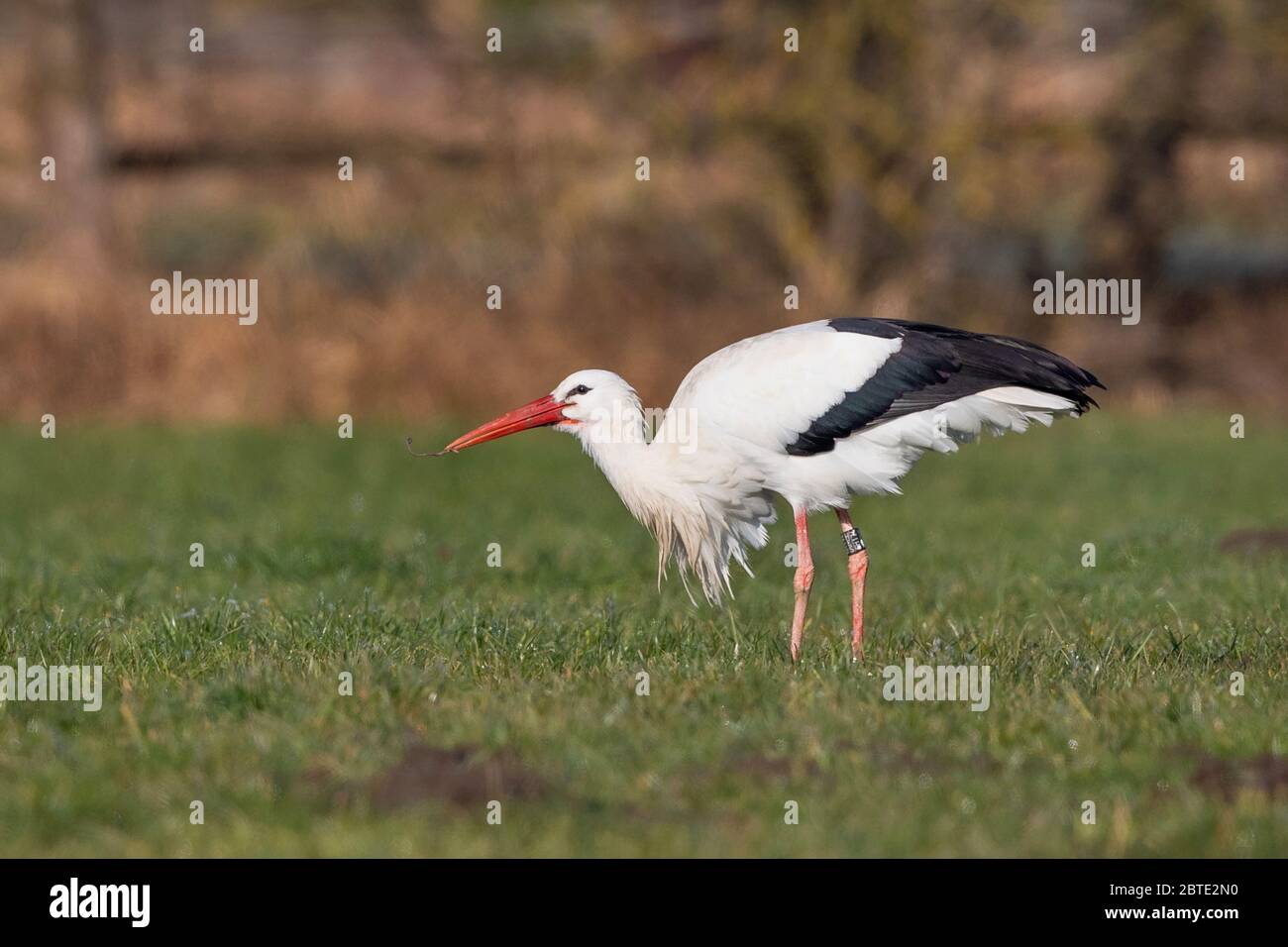 white stork (Ciconia ciconia), stands in a meadow and eating an earth worm, side view, Germany, Bavaria, Isental Stock Photo