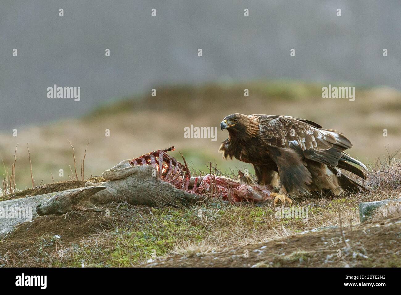 golden eagle (Aquila chrysaetos), feeding at a roebuck, side view, Norway Stock Photo