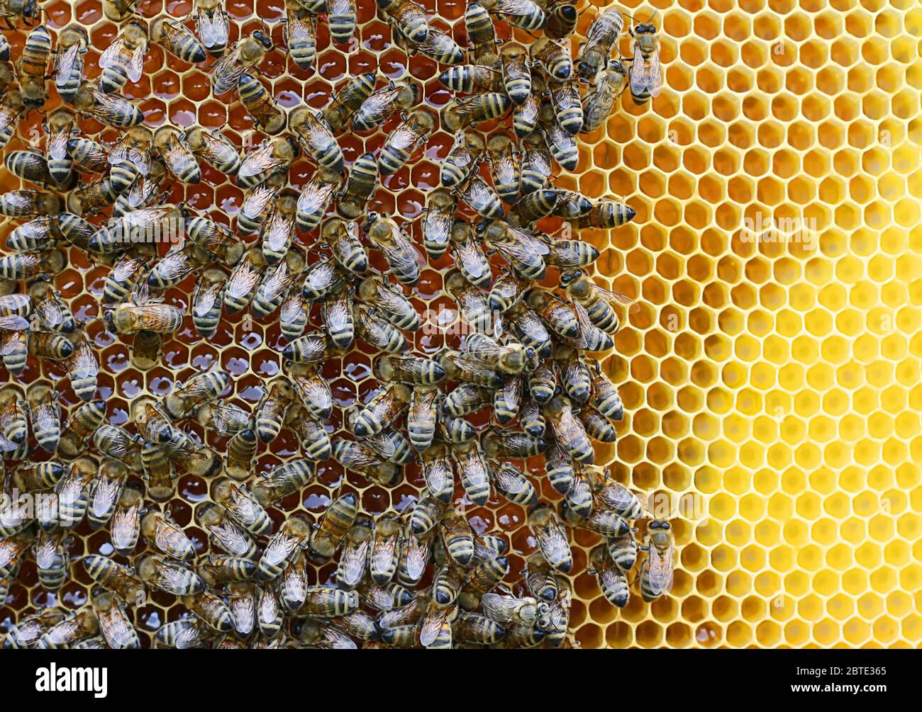 honey bee, hive bee (Apis mellifera mellifera), swarm of bees at a honeycomb, view from above, Germany Stock Photo
