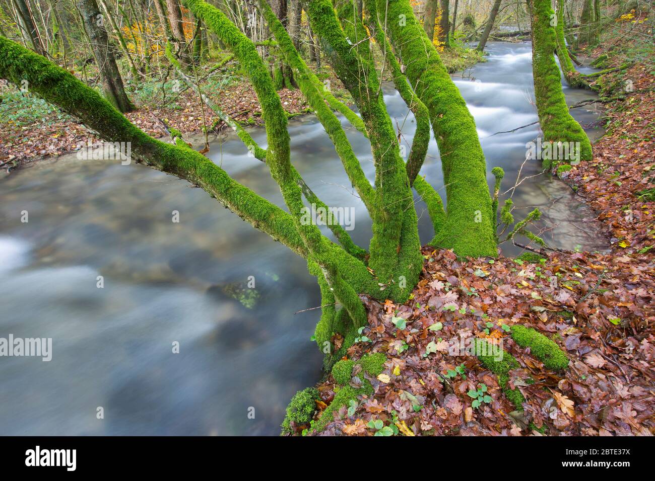 tree with moss at river, Belgium, Ardennes Stock Photo