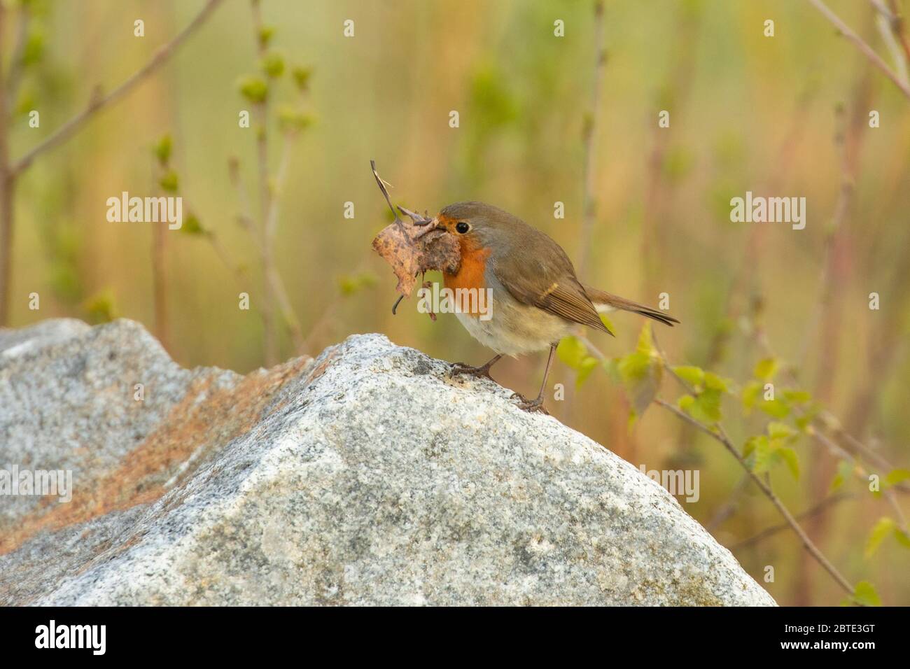 European robin (Erithacus rubecula), perching on a stone with nesting material in the bill, side view, Germany, Bavaria, Isental Stock Photo