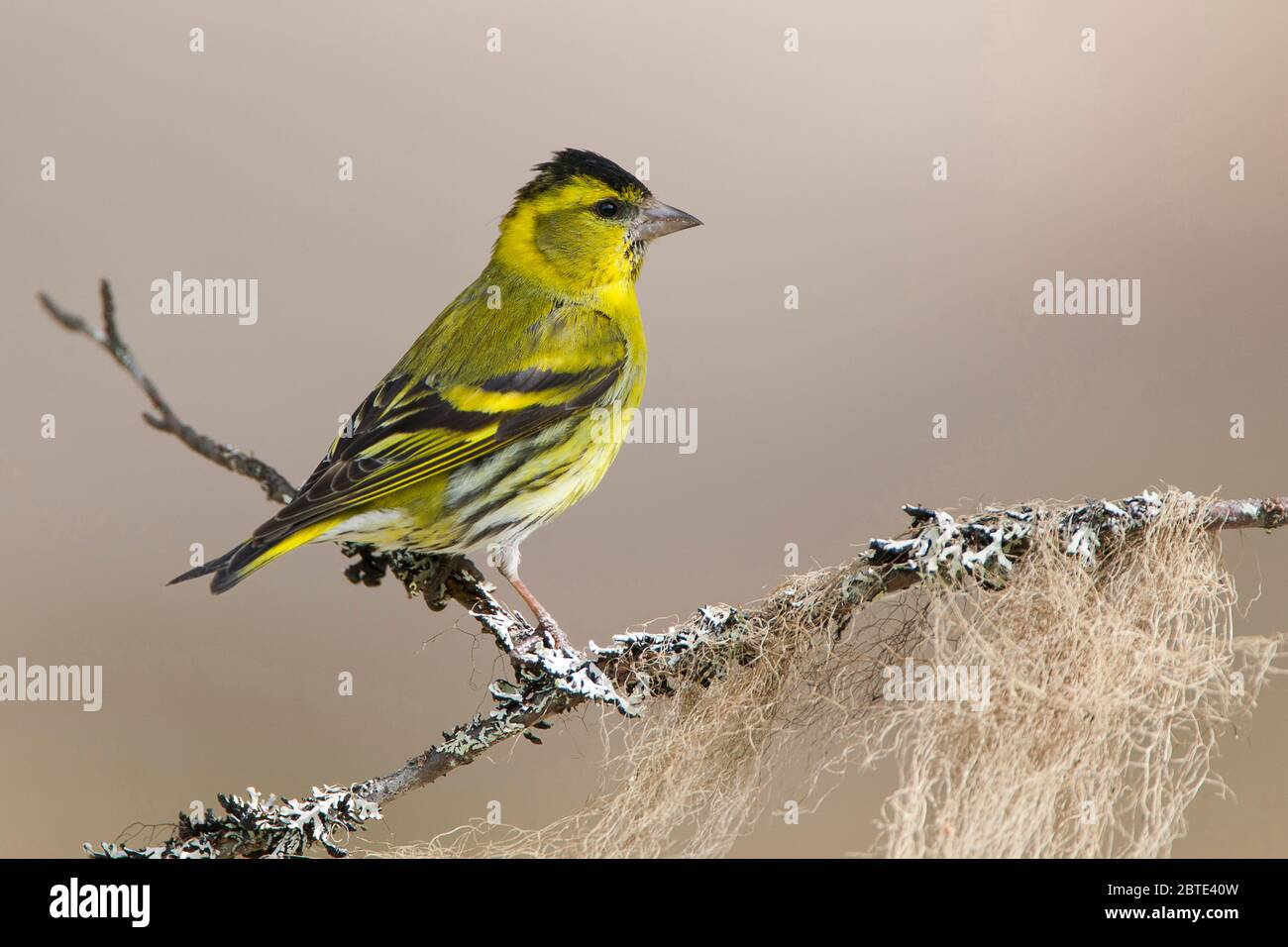 western greenfinch (Carduelis chloris, Chloris chloris), male on branch covered with lichens, Belgium, East Flanders Stock Photo