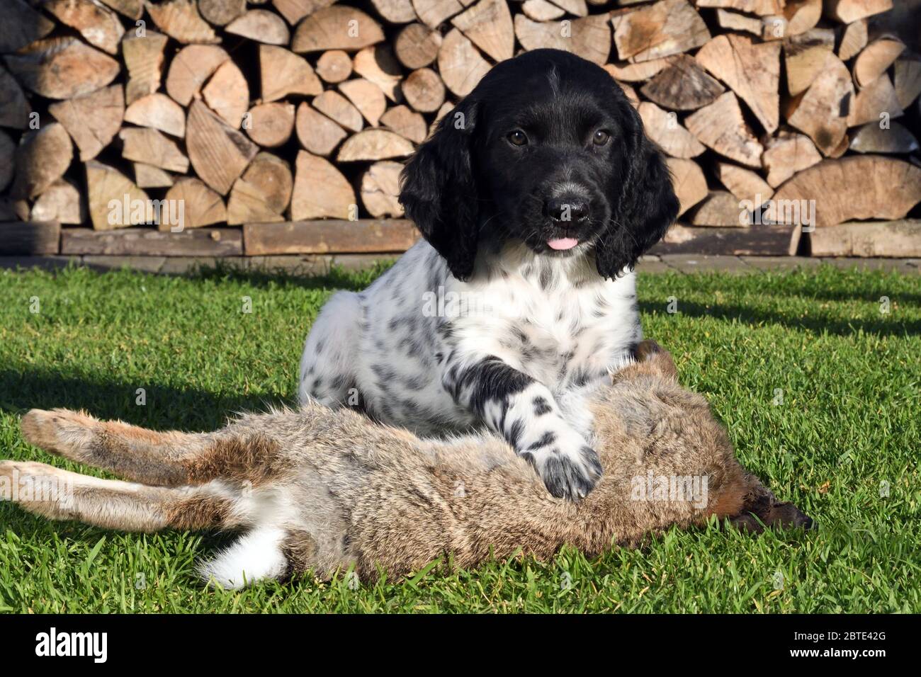 Large Munsterlander (Canis lupus f. familiaris), seven weeks old puppy lying proud on a dead wild rabbit in a meadow, stacked fire wood in the background, Germany Stock Photo